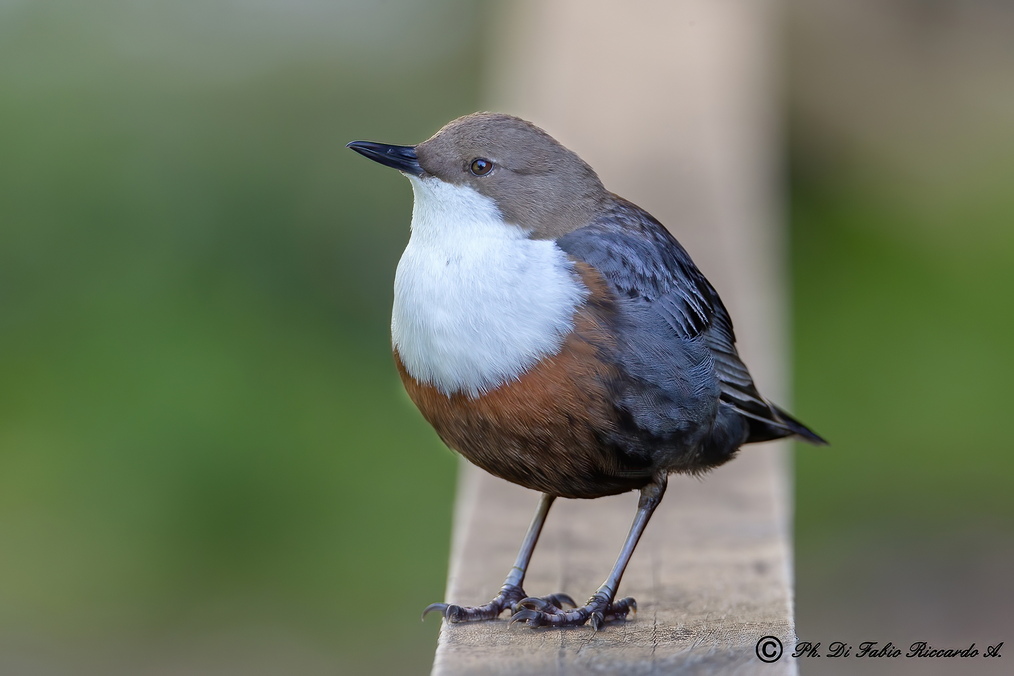 White-throated dipper