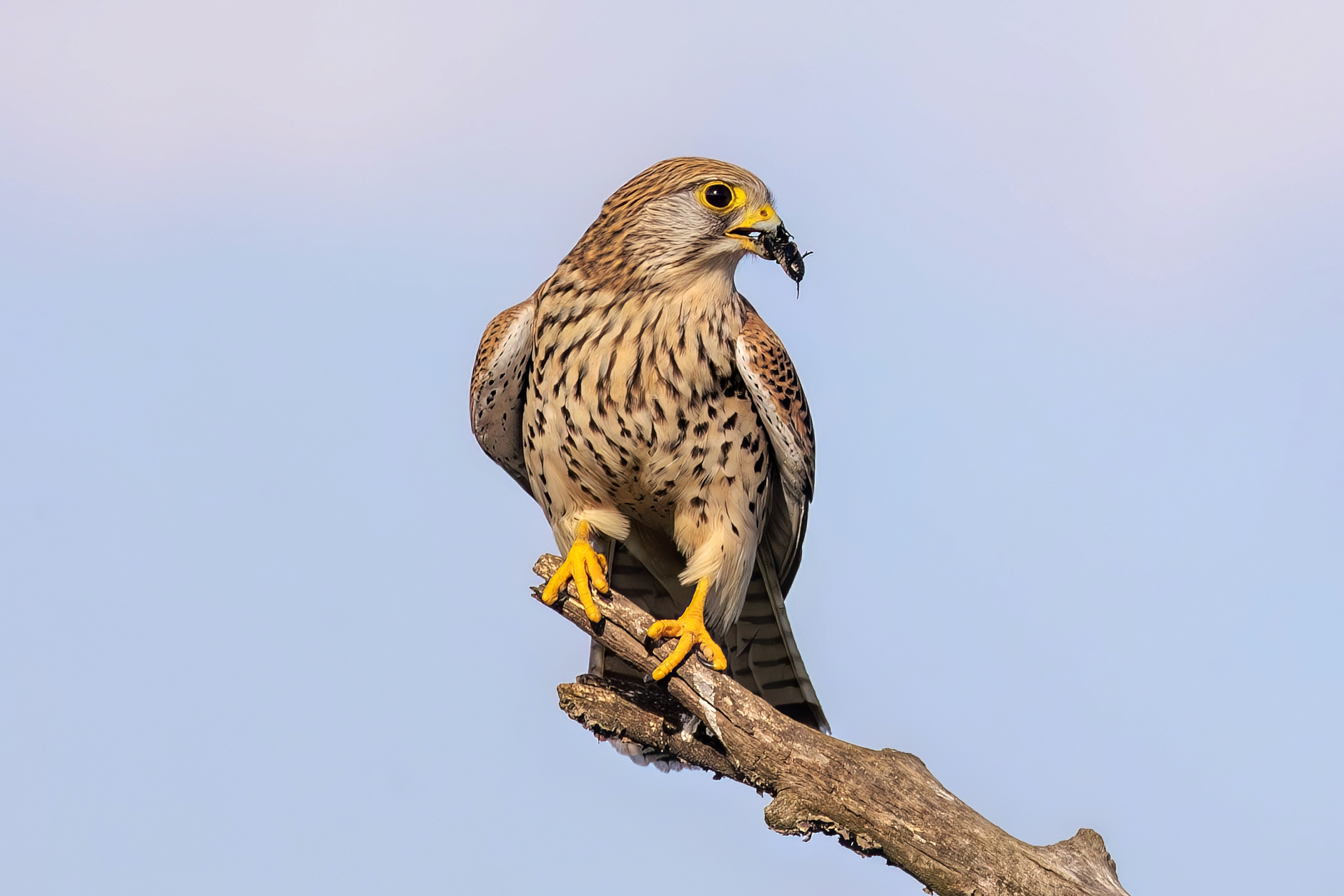 kestrel