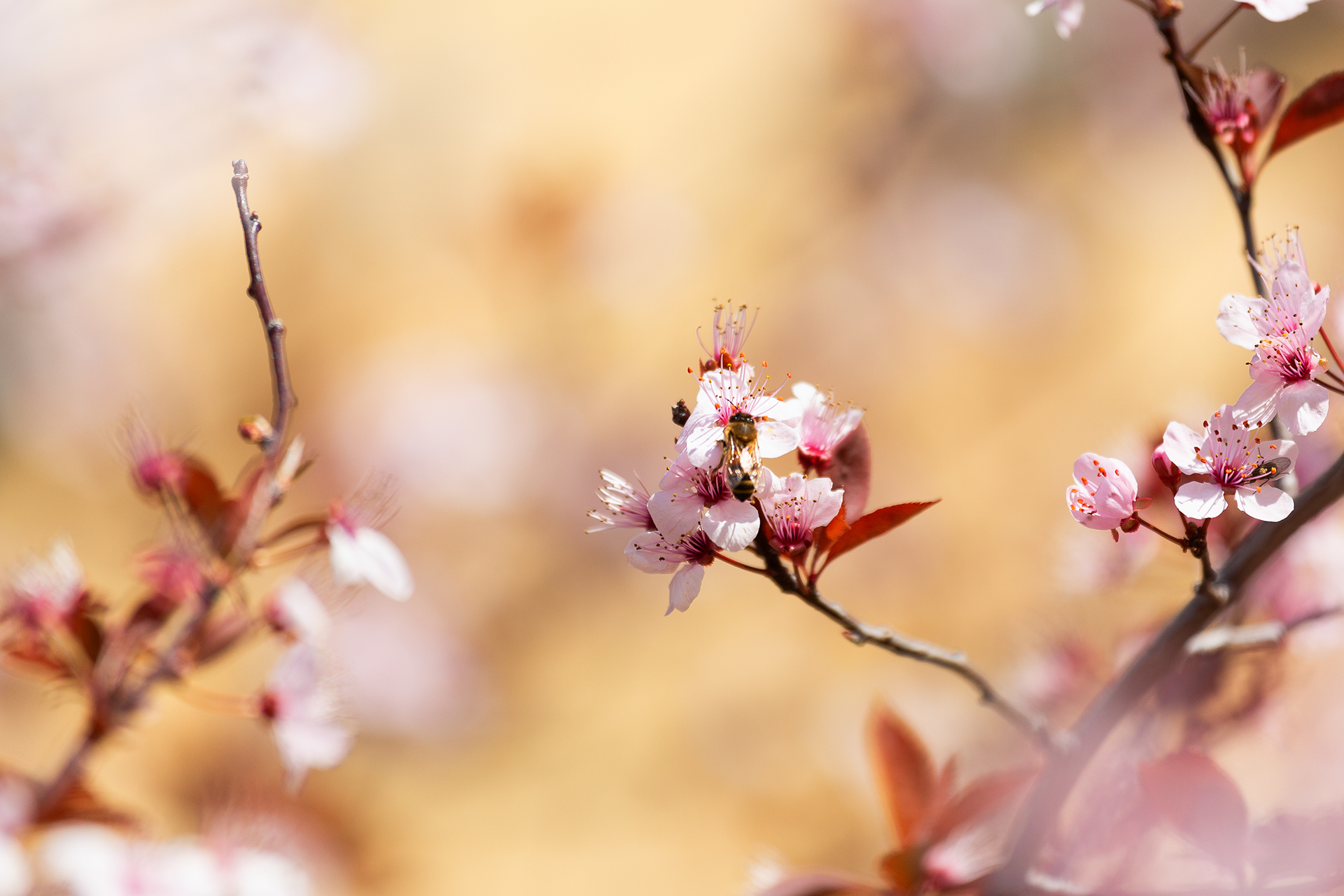 primavera in Anticipo