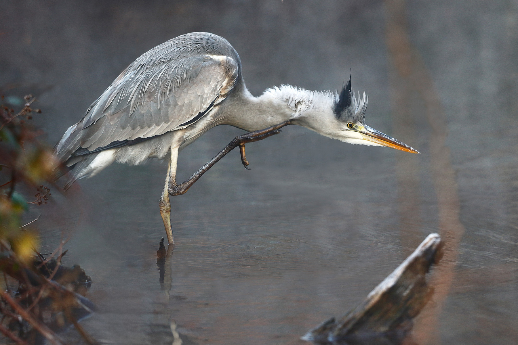 Grey heron