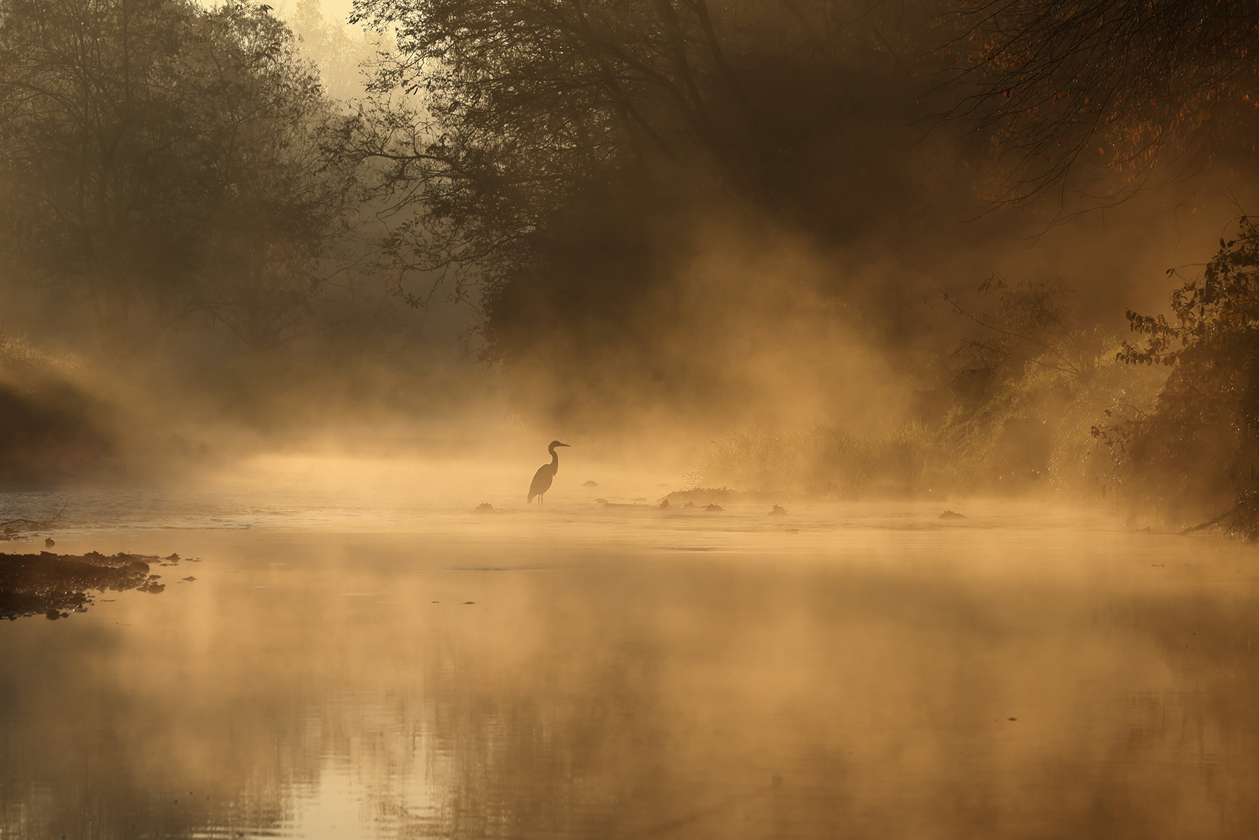 Heron at dawn
