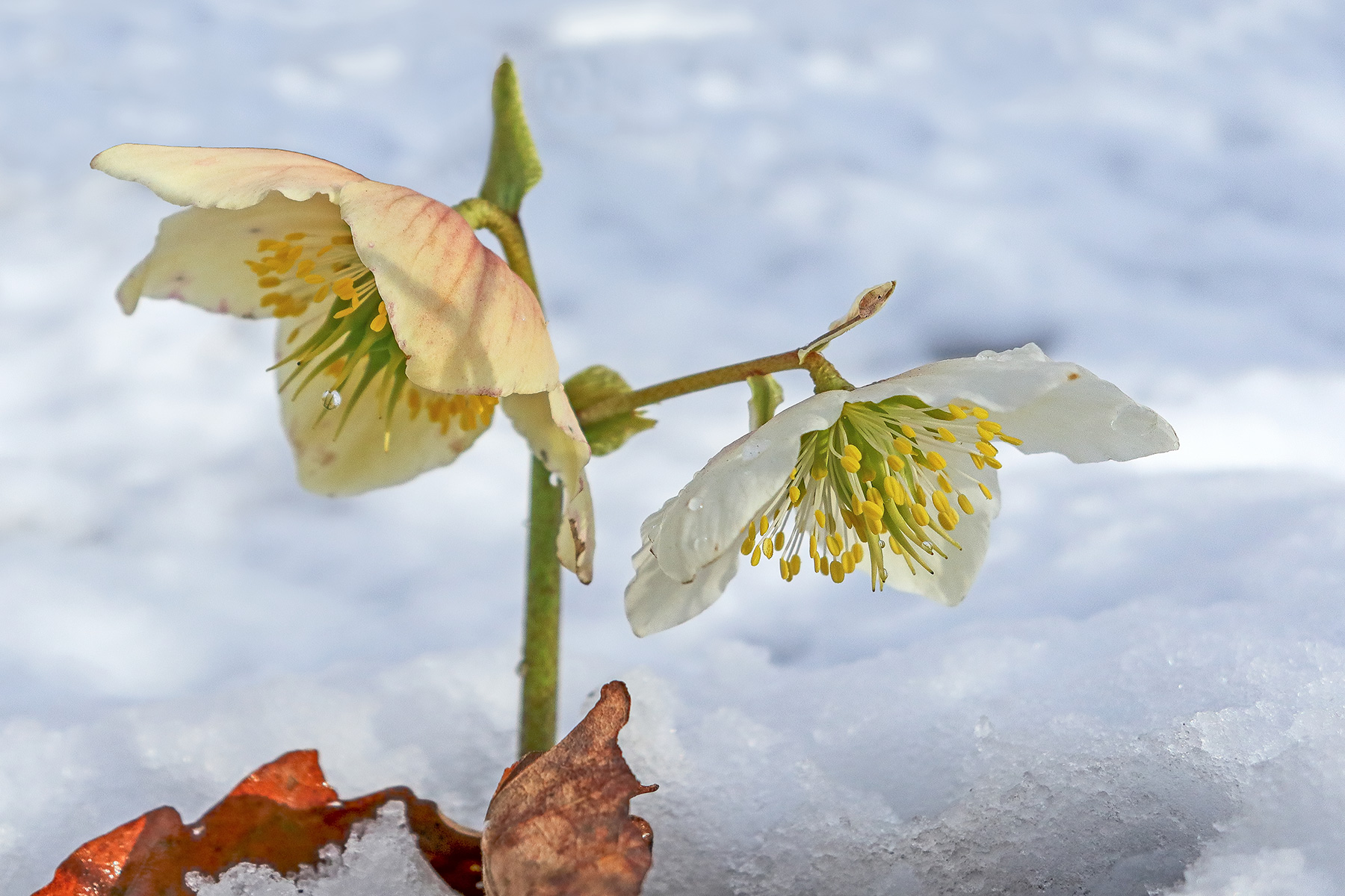 Christmas Rose