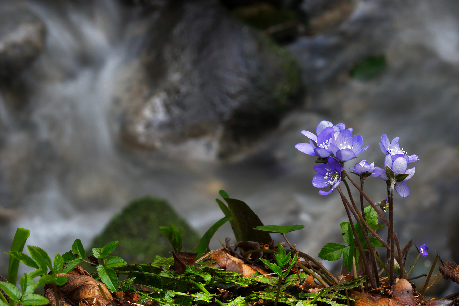 Hepatic anemone