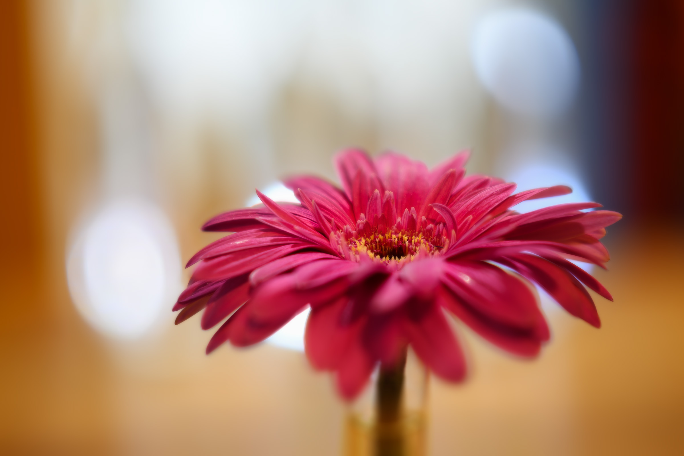 Gerbera