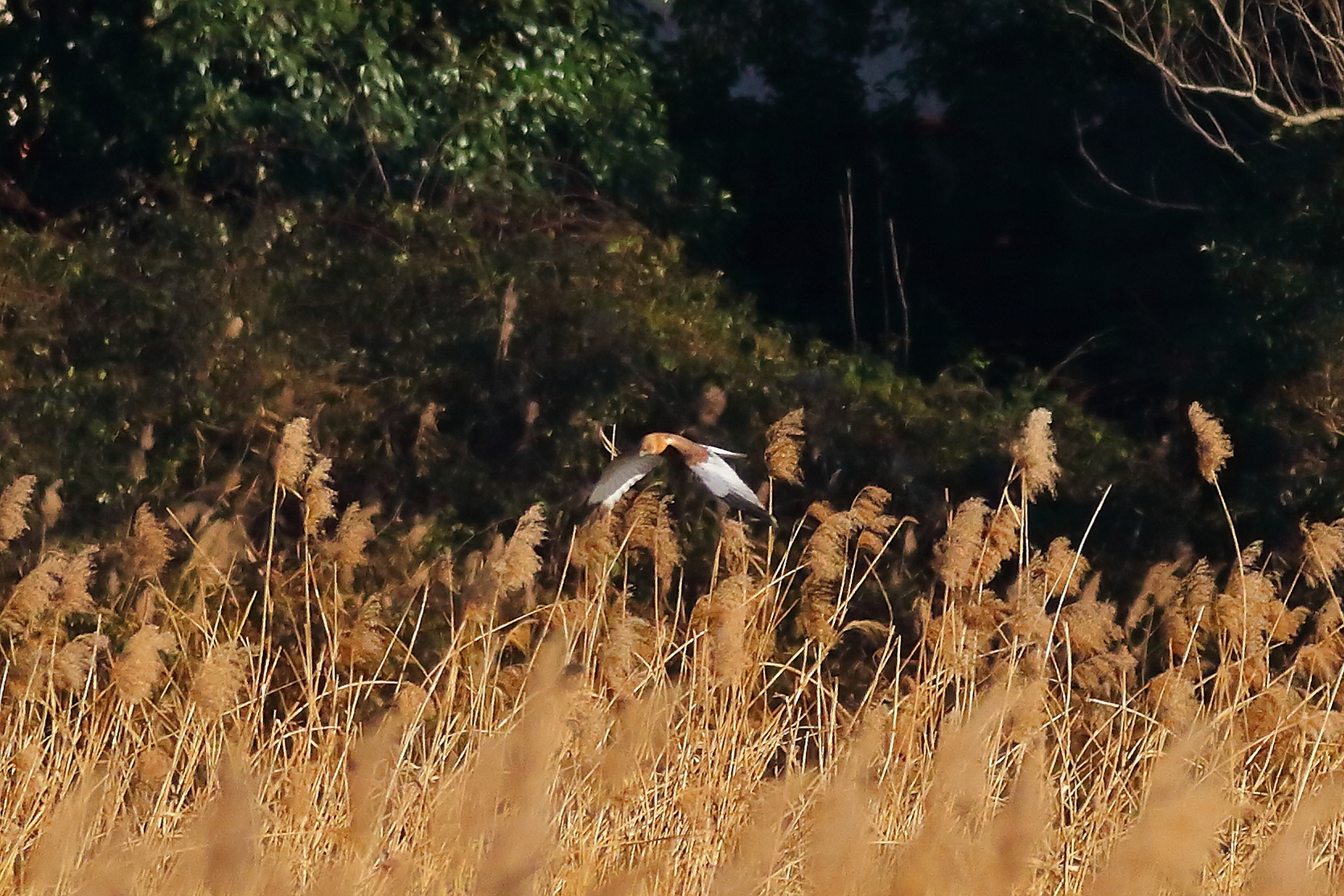 Marsh Harrier M 23-12-2023