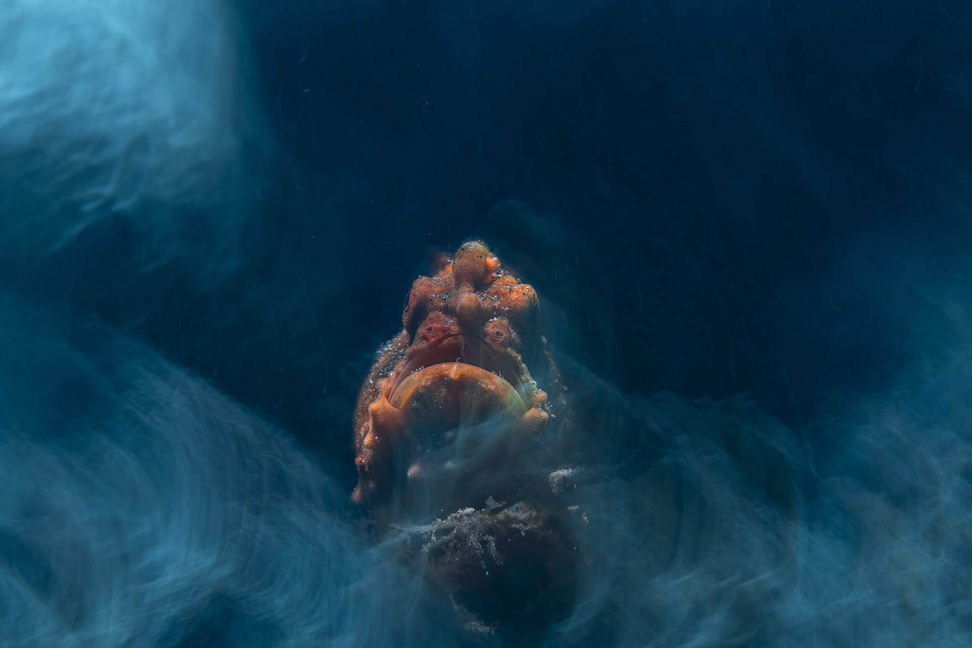 Frogfish in the Storm