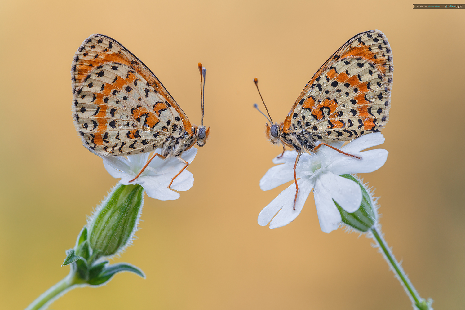 Faccia a faccia (Melitaea didyma)