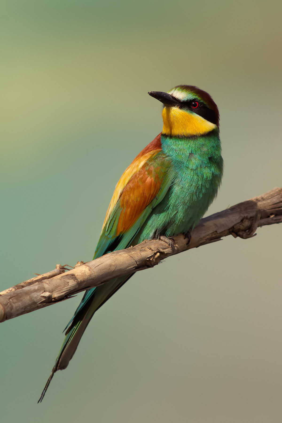 Bee-eater