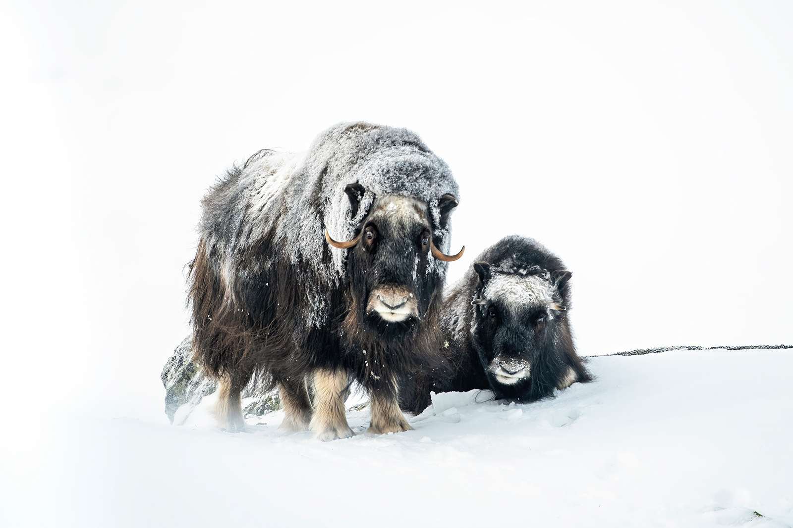 Pair of Musk Oxen in winter