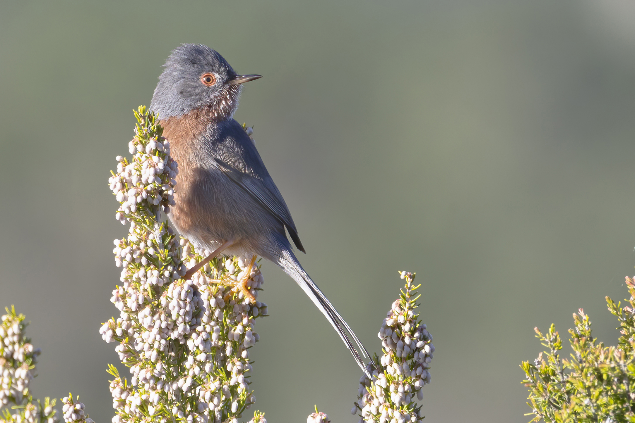 tra l'erica fiorita, magnanina 12-3-24