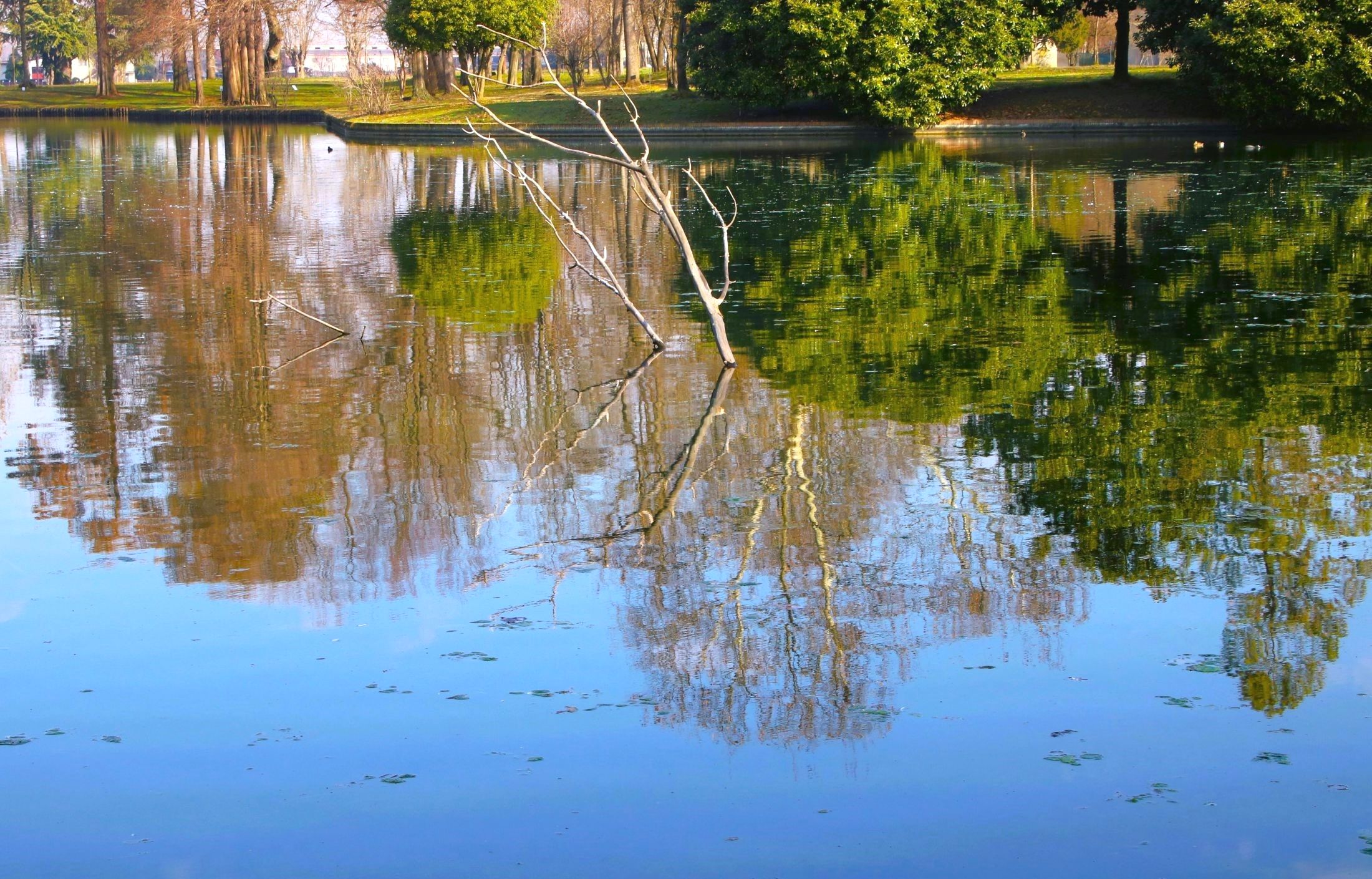The reflections of the park