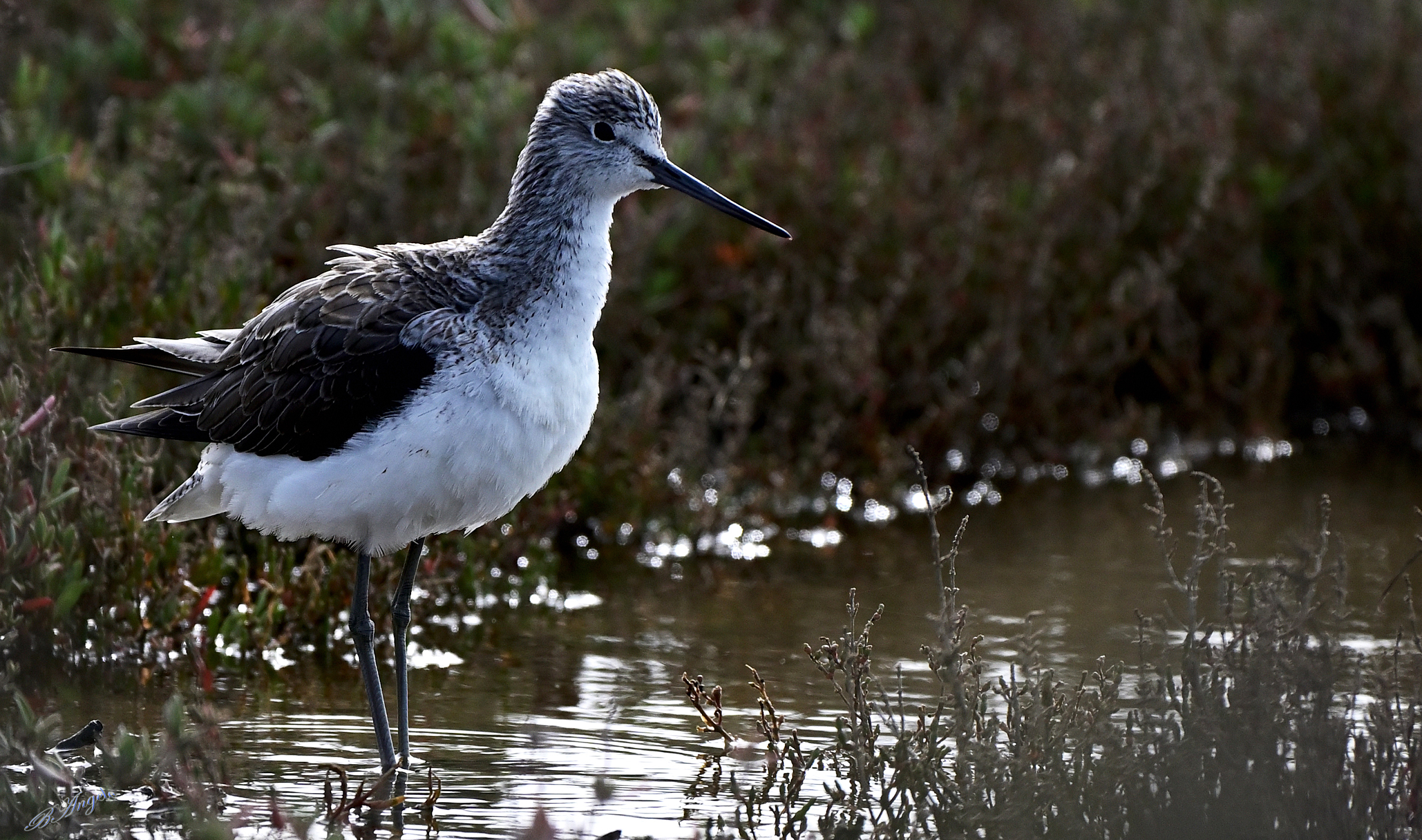 Greenshank!!