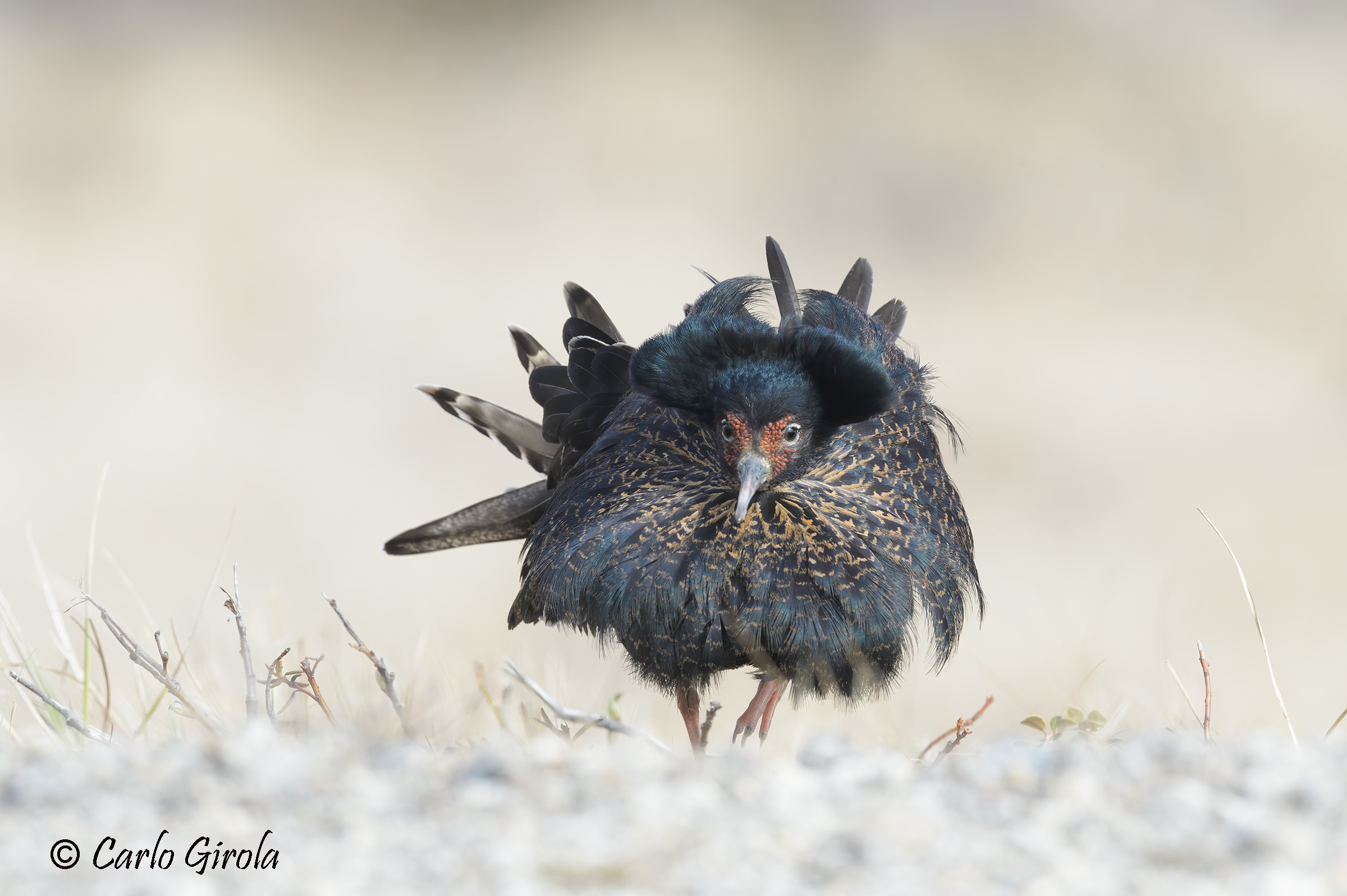 Combattente (Philomachus pugnax)