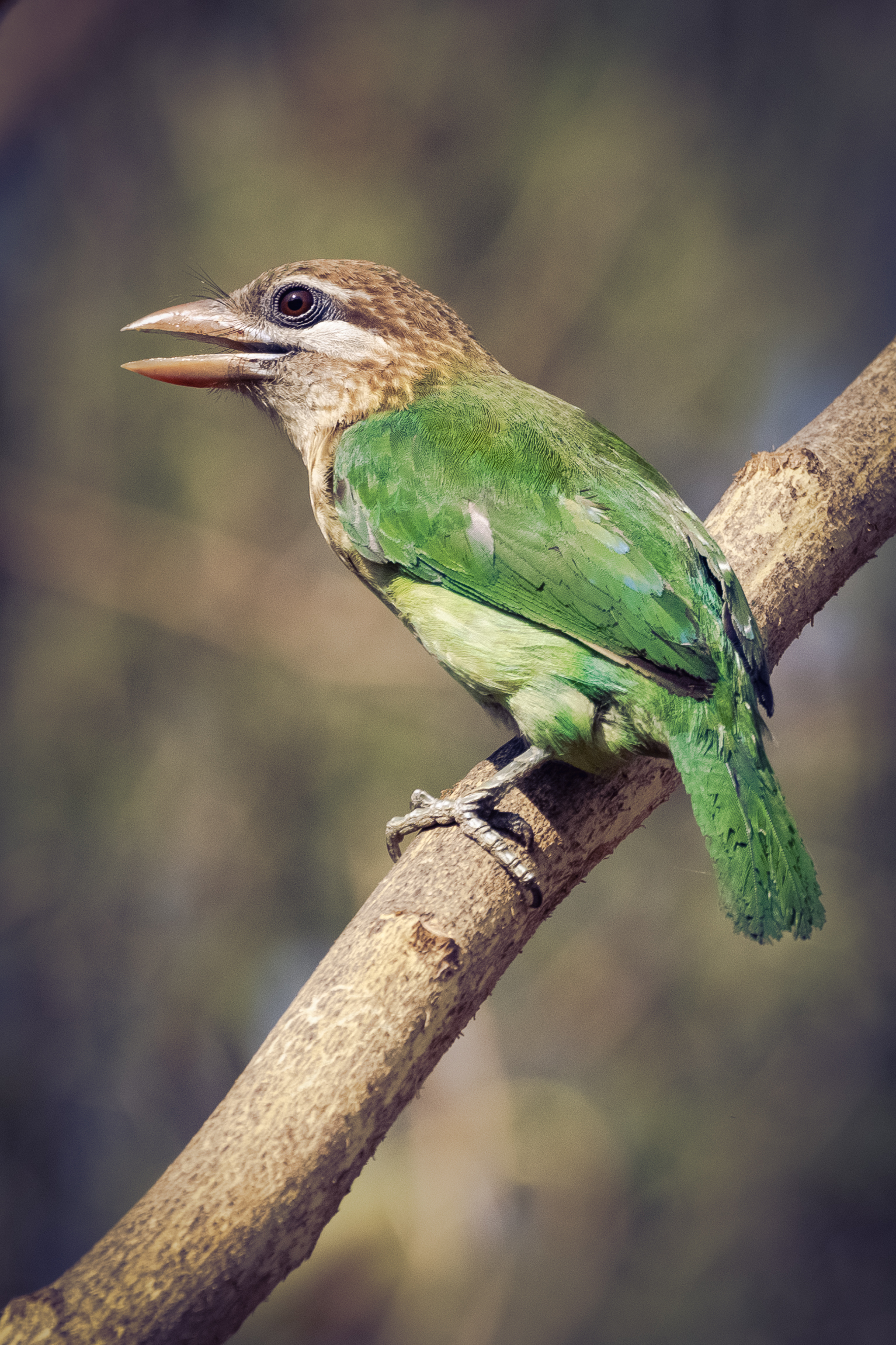 Barbet dalle guance bianche