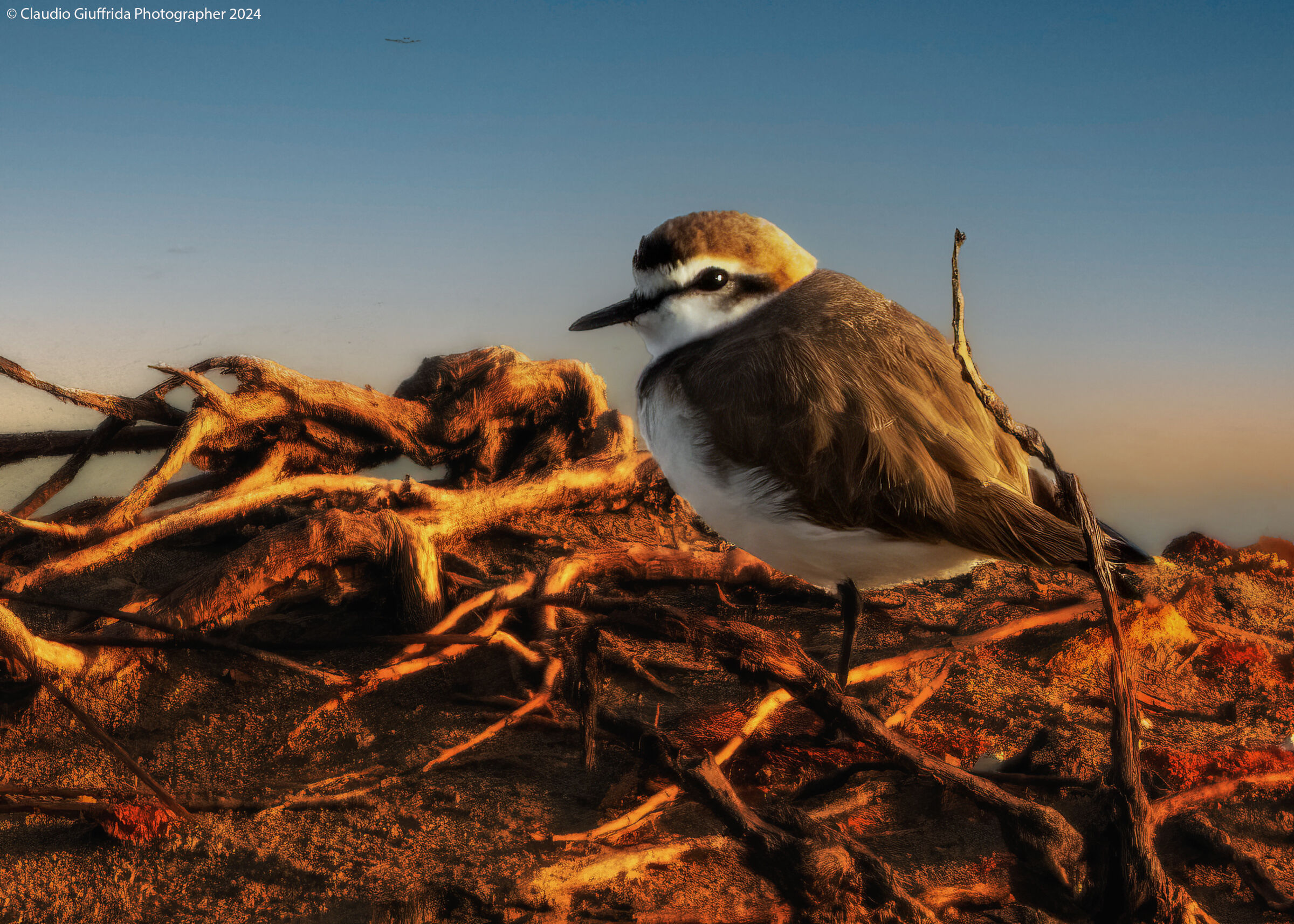 Charadrius alexandrinus