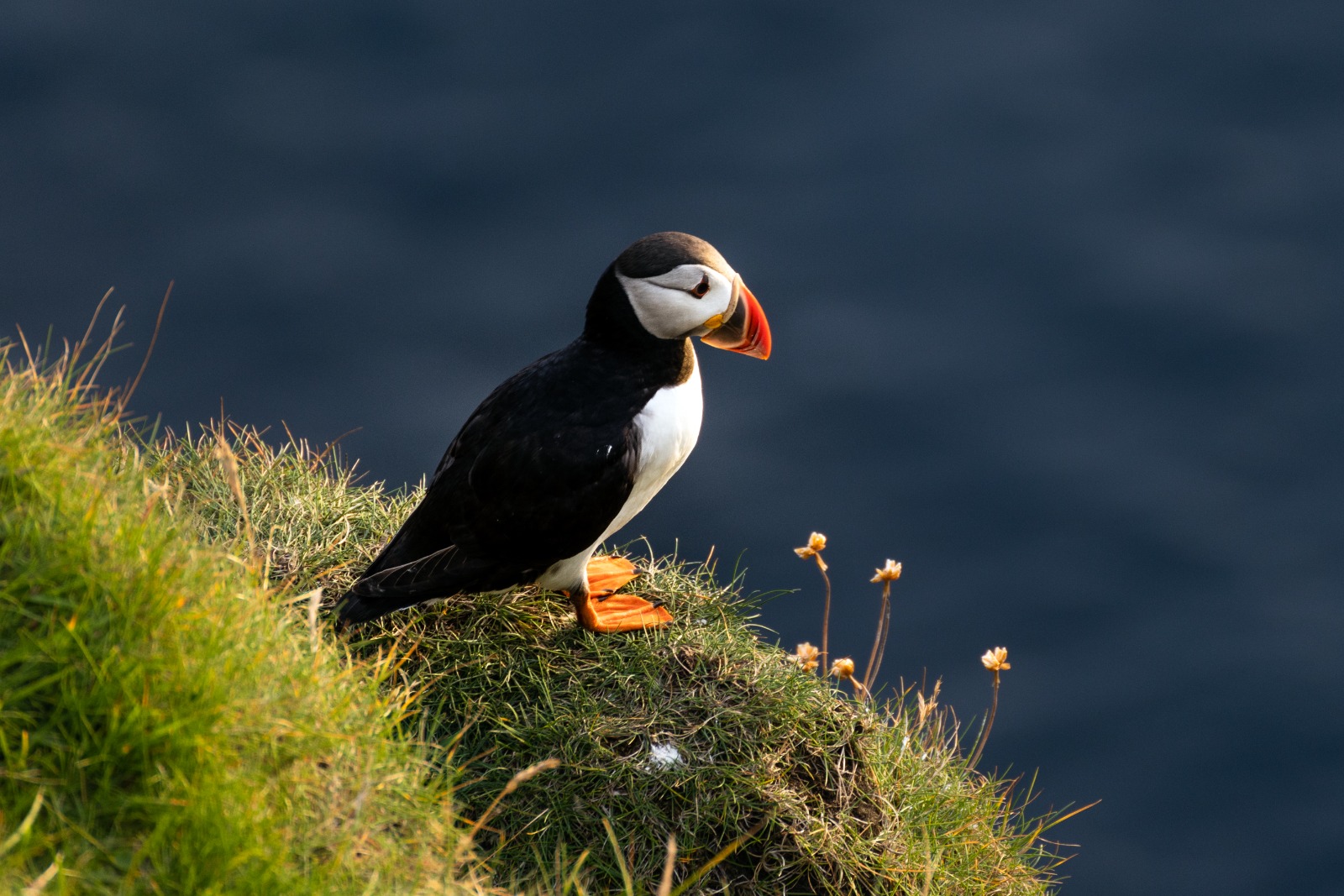 Puffin