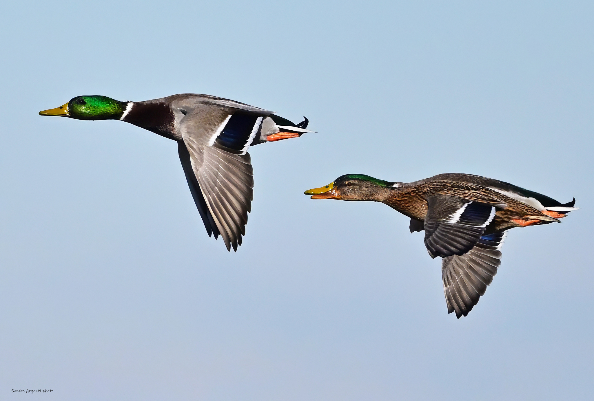 Indovinello, un Germano reale con il becco chiuso e...