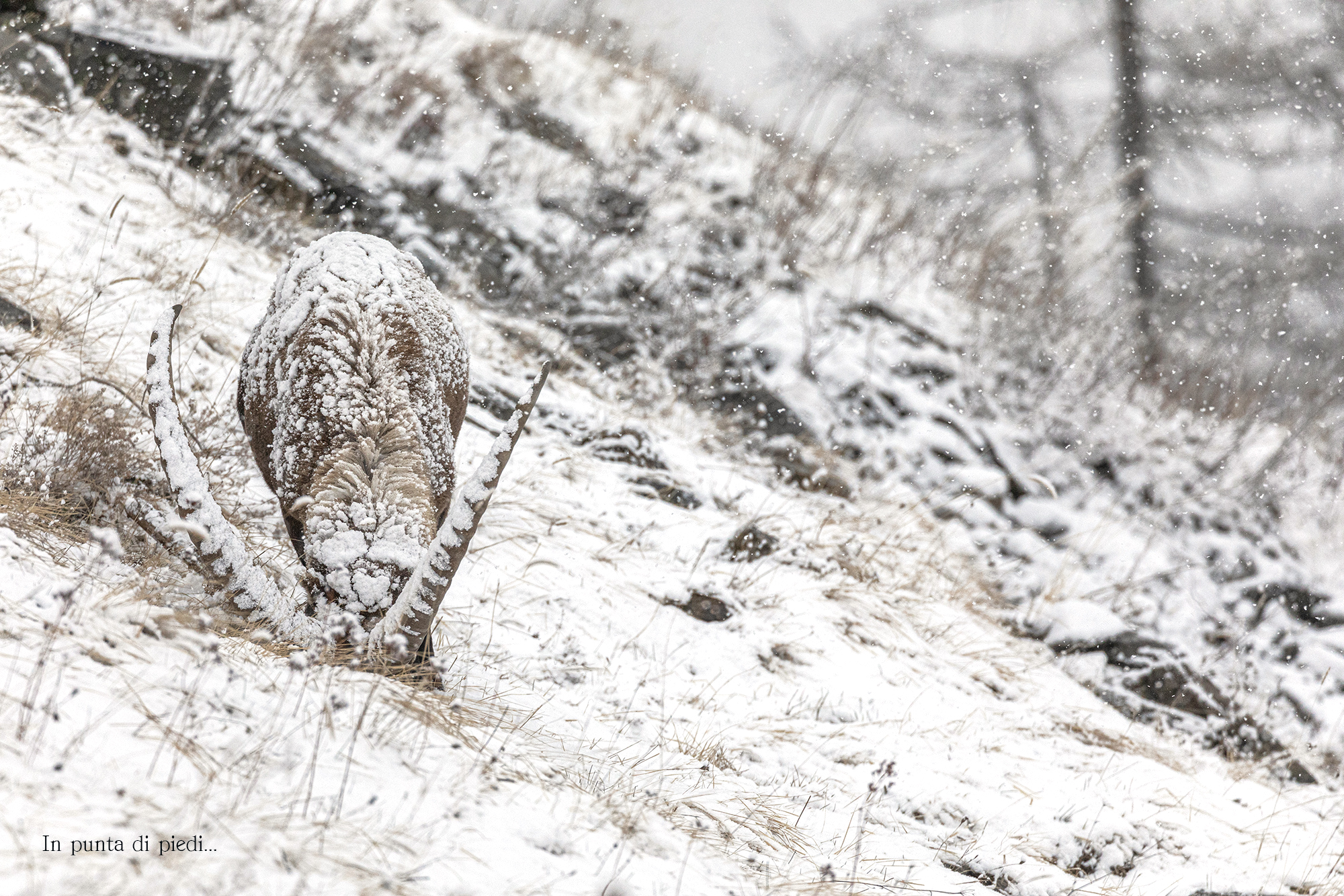 for survival - Alpine ibex