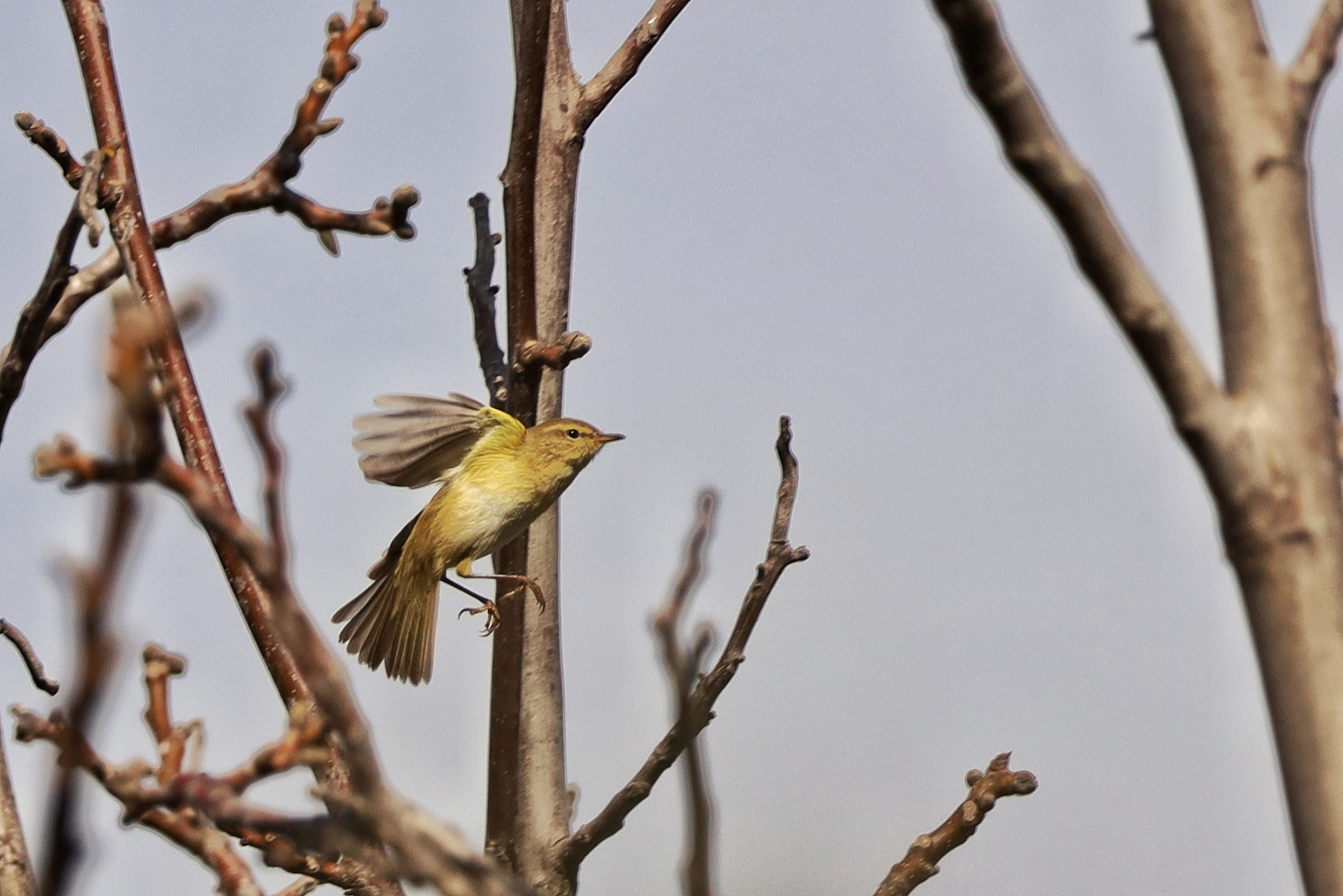 Phylloscopus trochilus