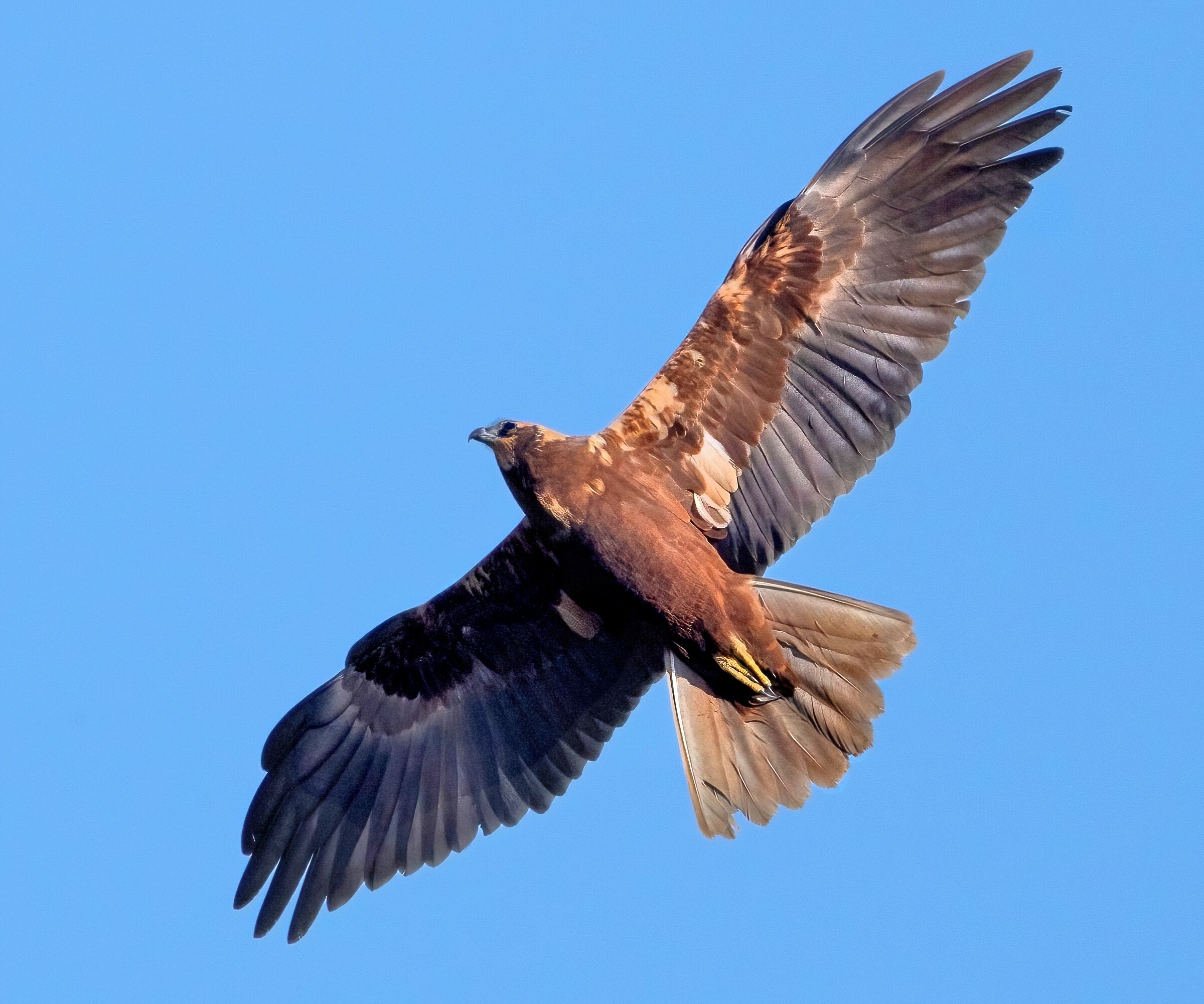 Falco di palude (Circus aeruginosus)