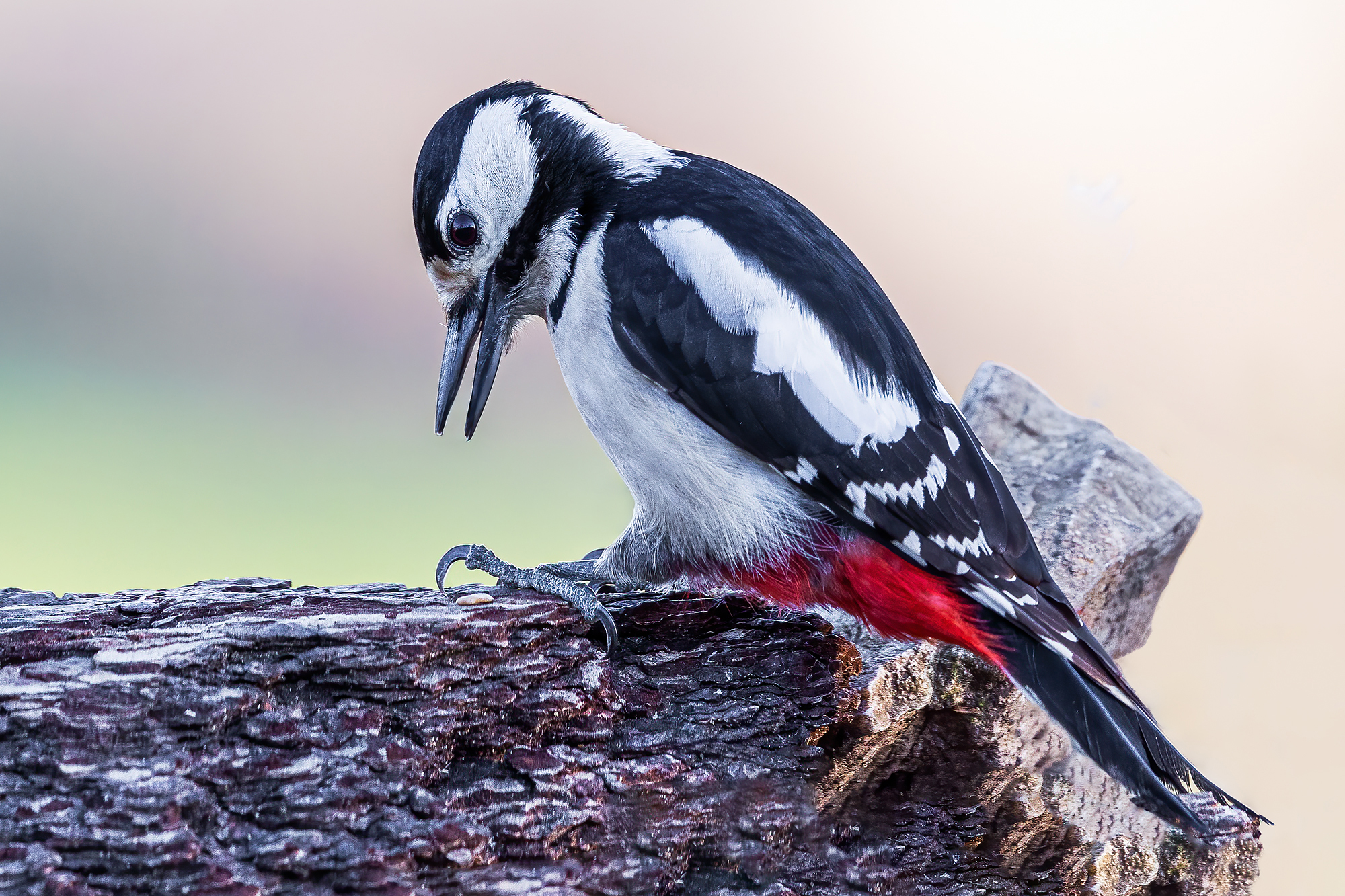 Spotted woodpecker