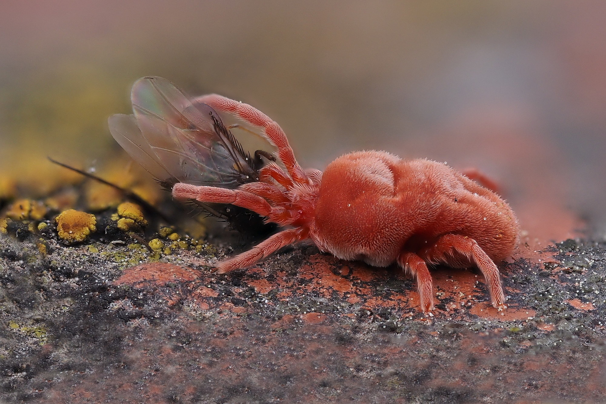 Trombidium holosericeum