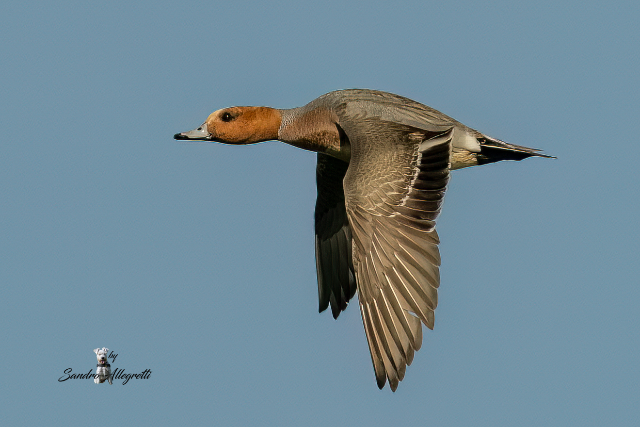 Il fischione (Anas penelope o Mareca penelope)