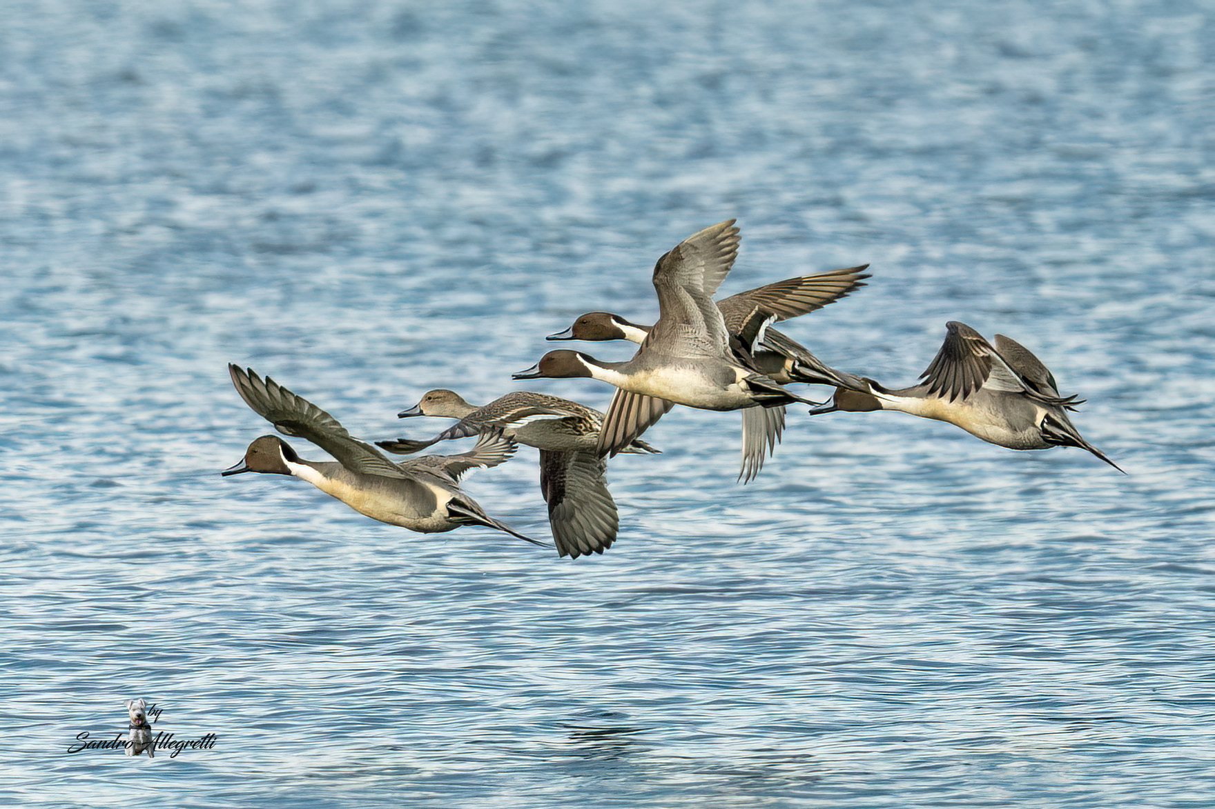Il codone comune (Anas acuta)