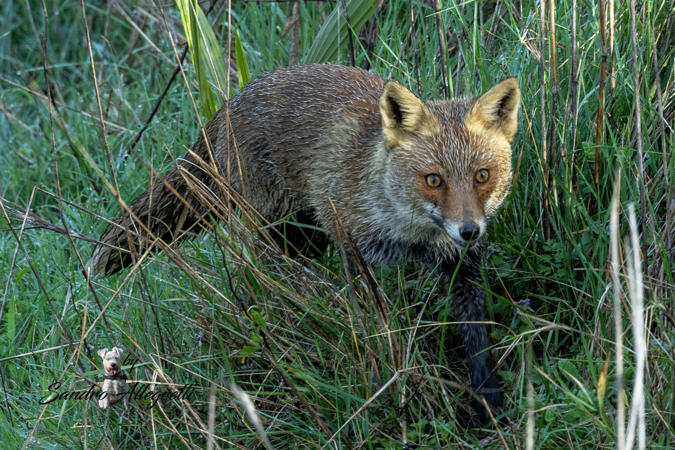 La volpe rossa, o semplicemente volpe (Vulpes vulpes)