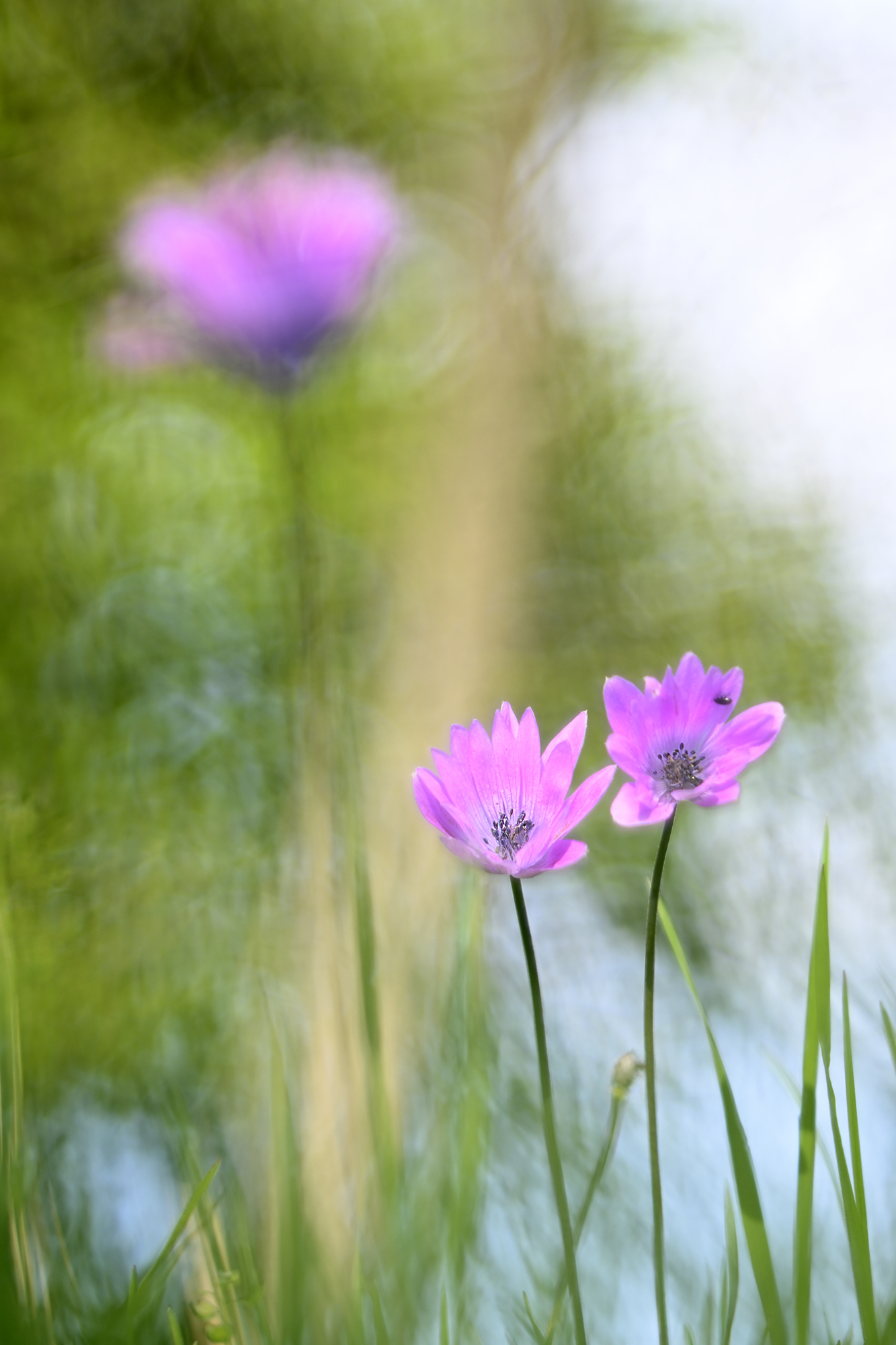 Anemone hortensis