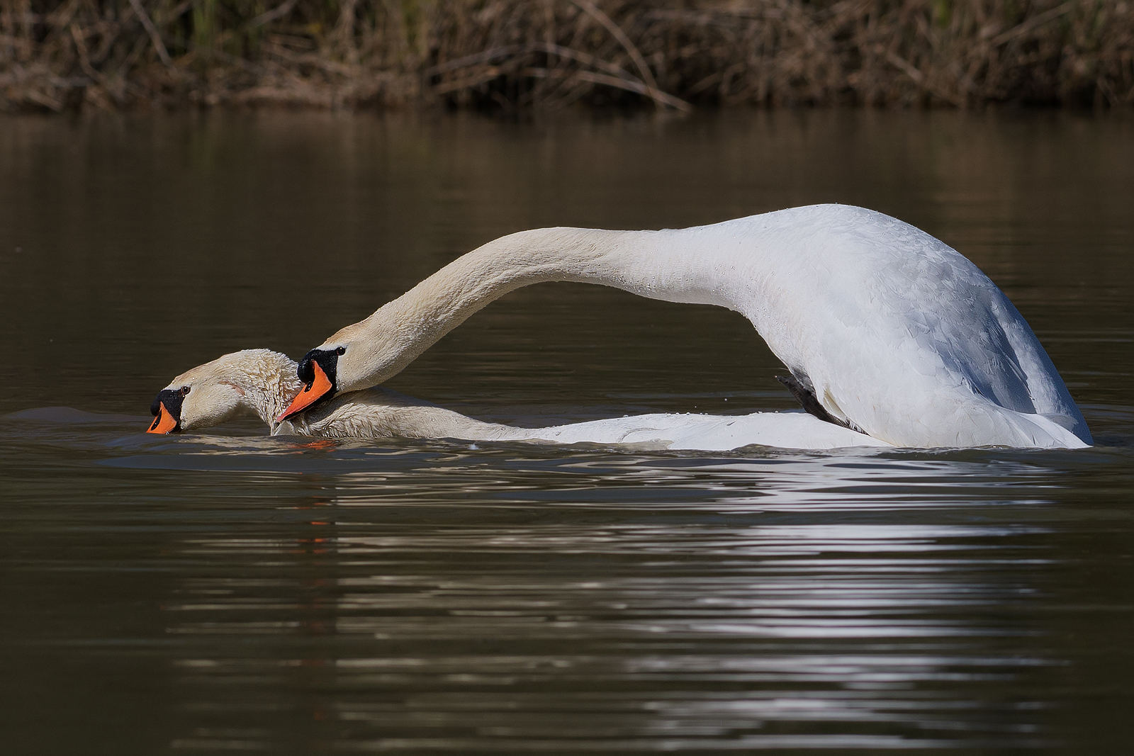 Mating swans.