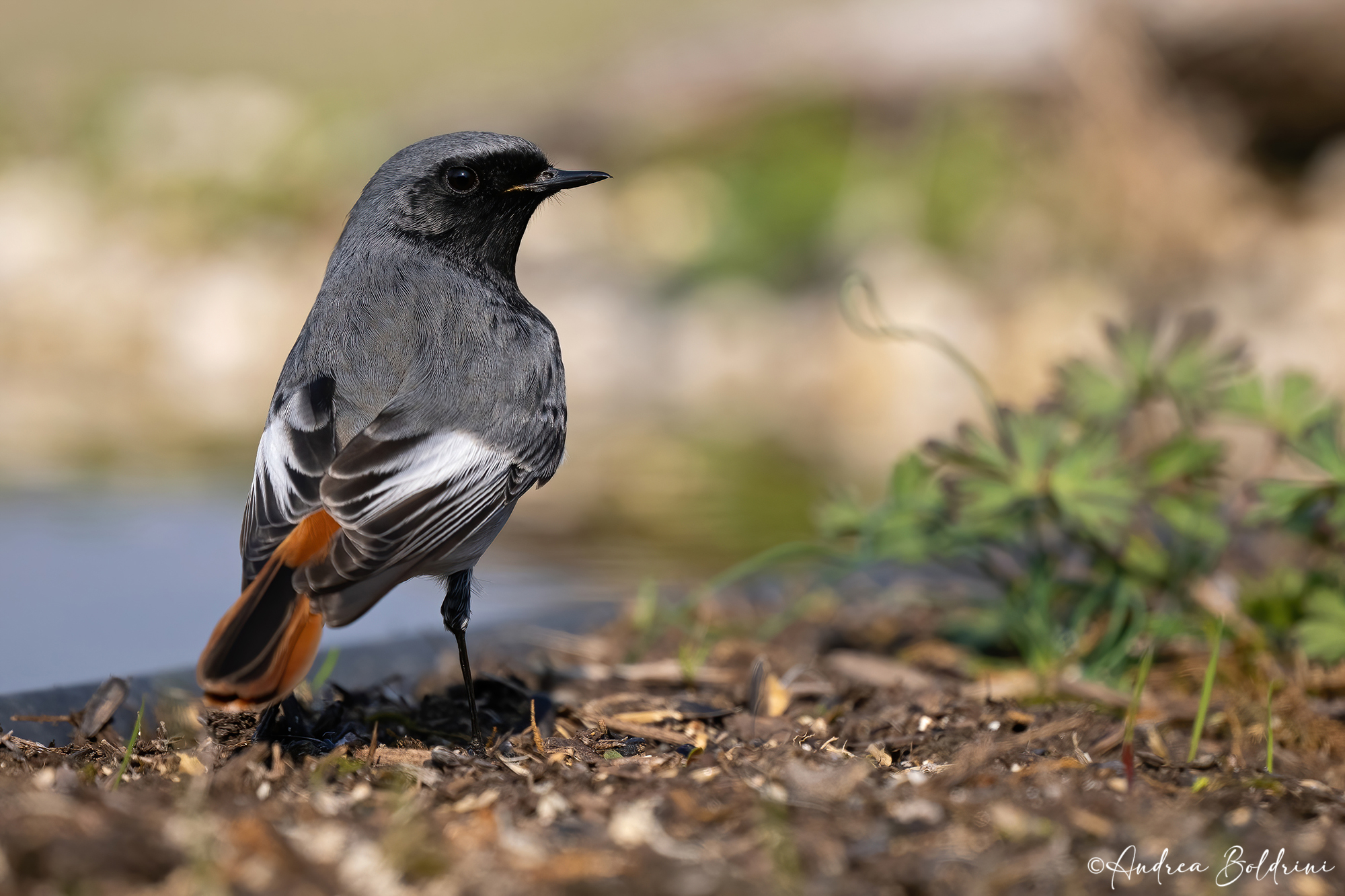 Black redstart