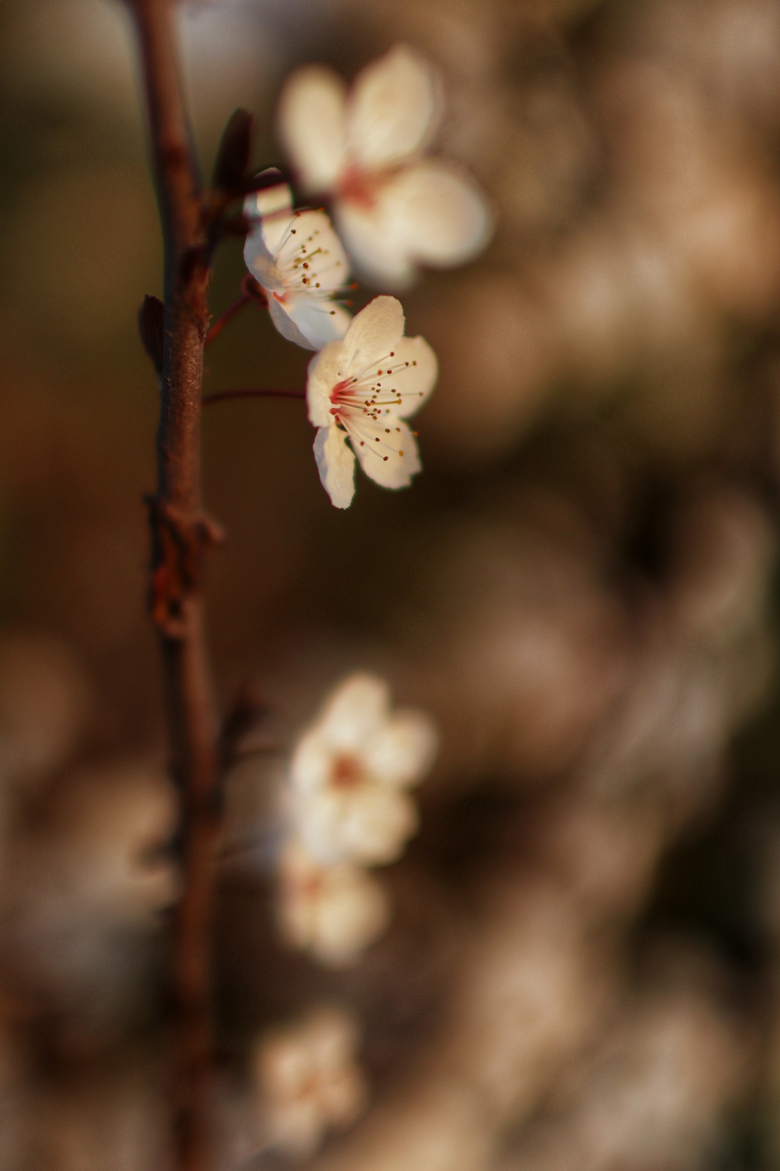 primavera
