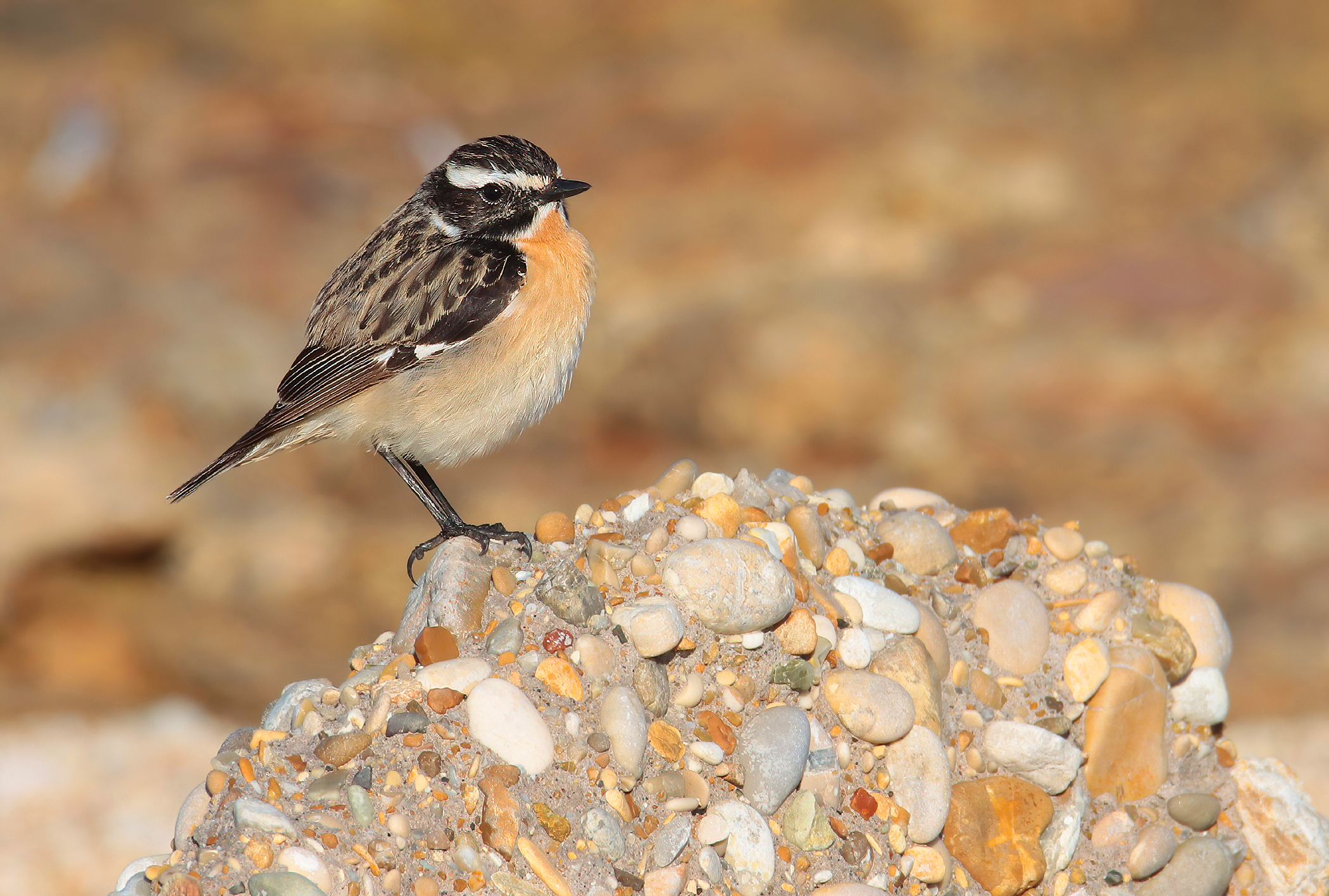 Whinchat