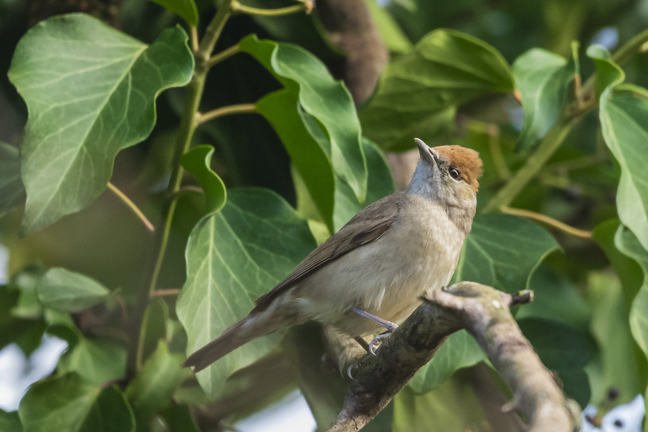 Blackcap f
