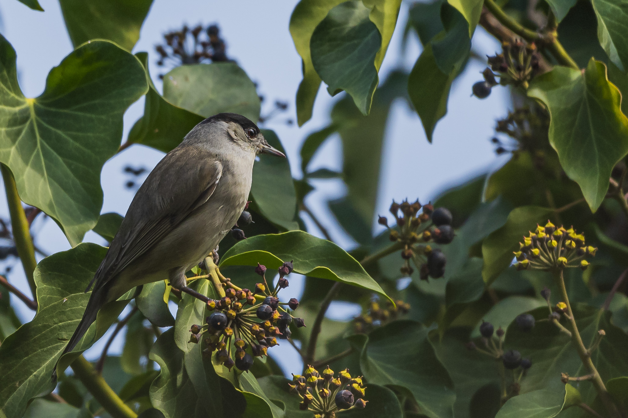 Blackcap m