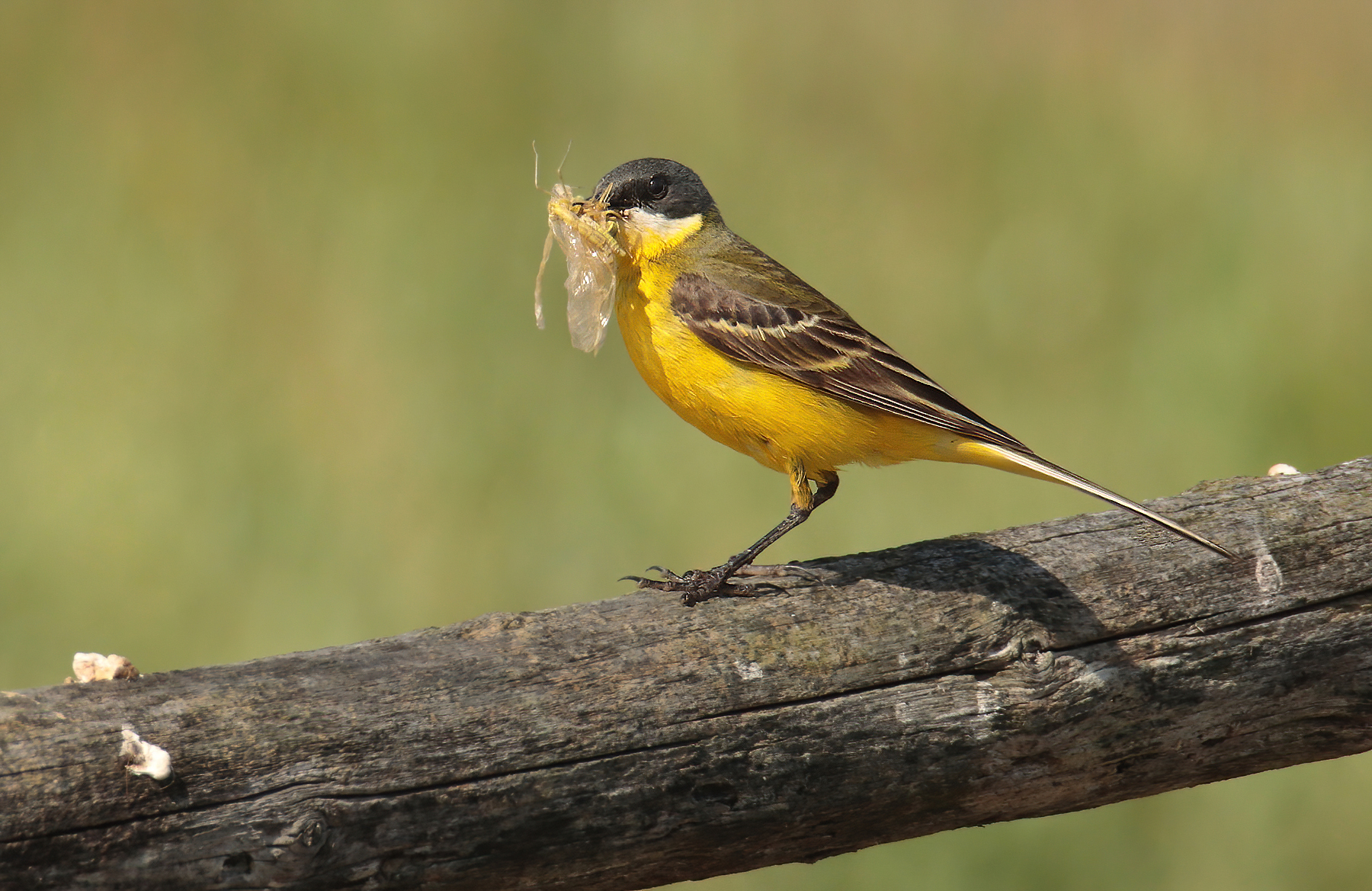 Wagtail with prey
