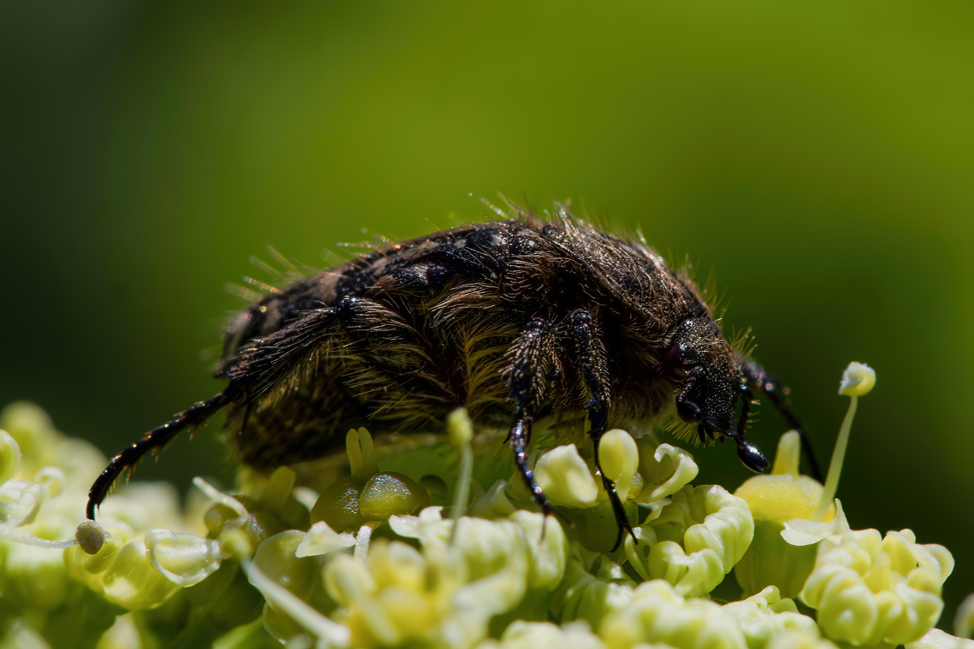 Cetoniella in the sun