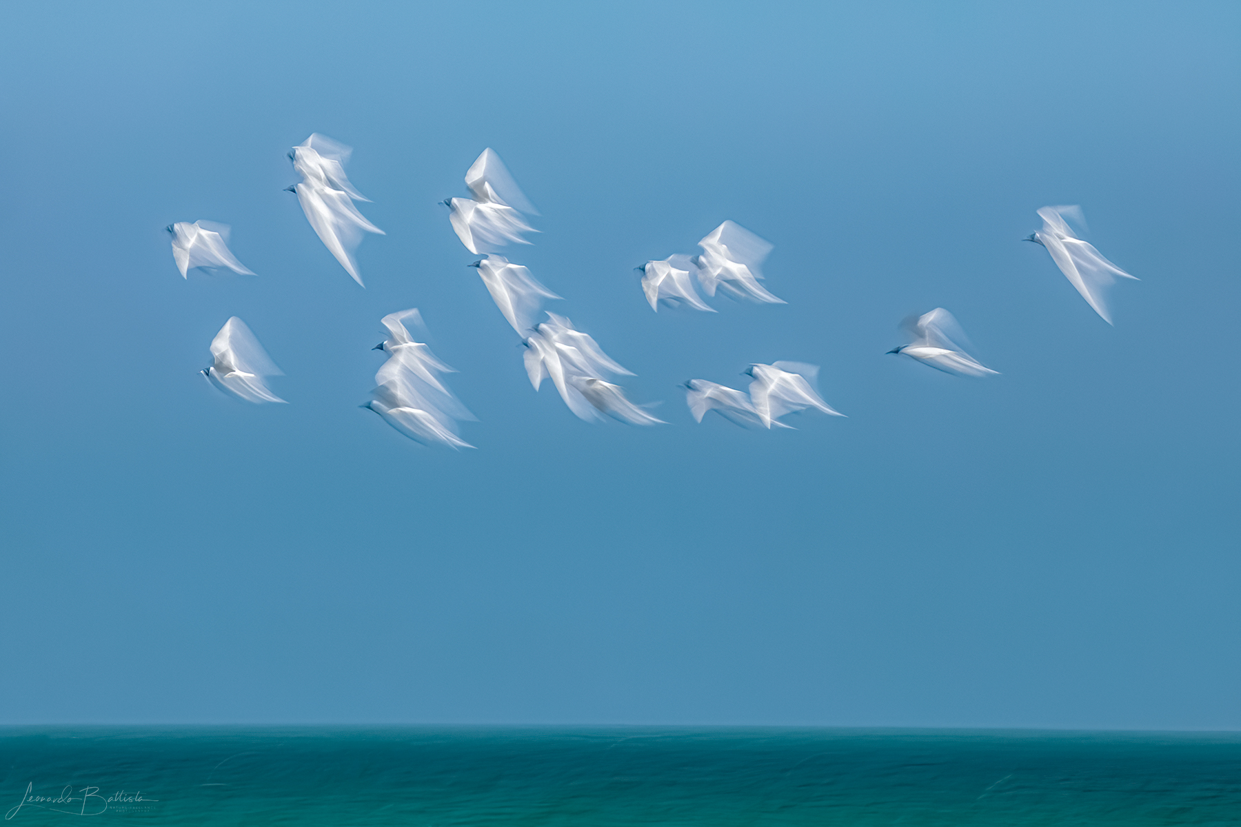 Coral gulls on the beach of Portonuovo (Vieste)
