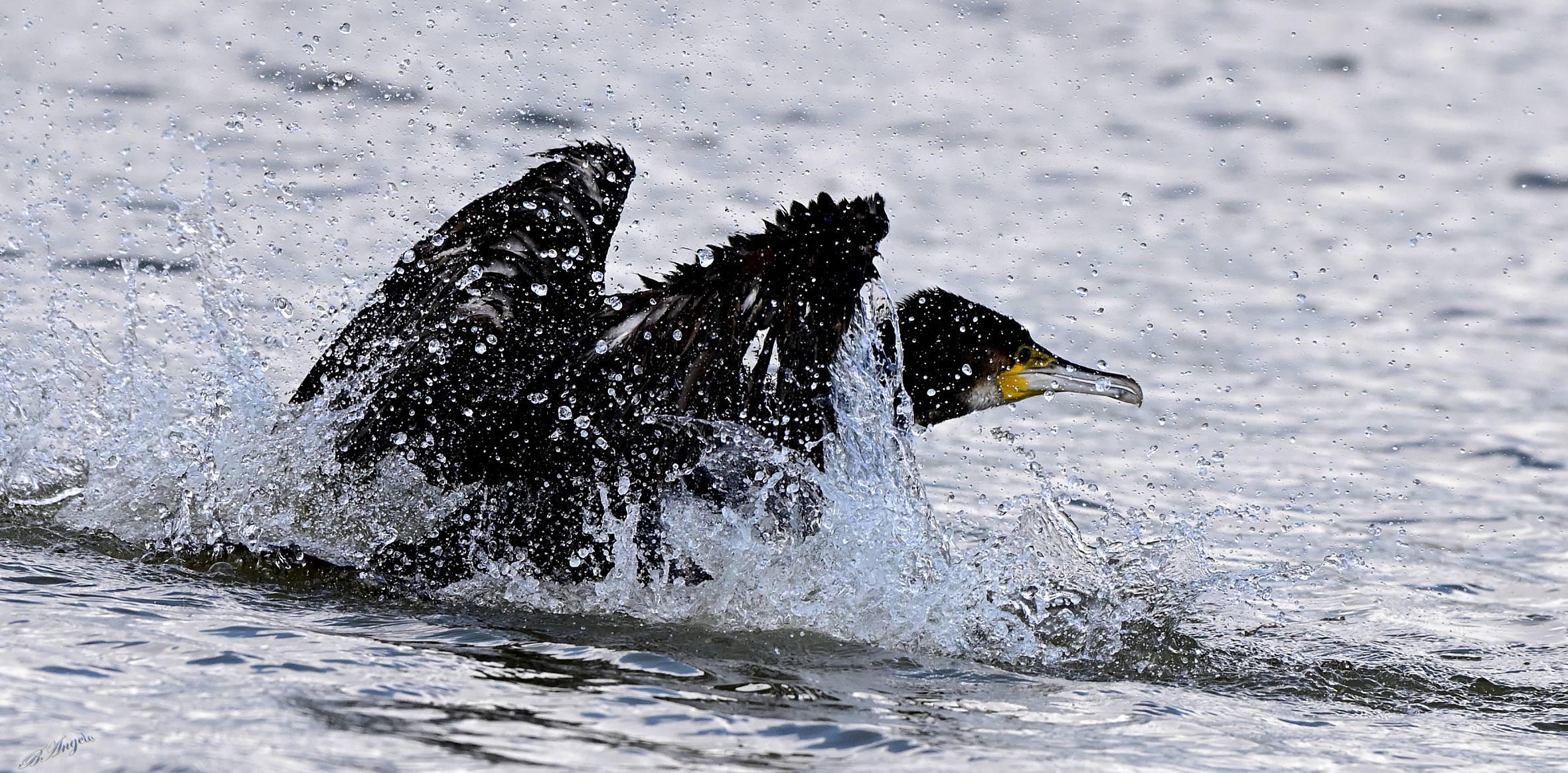 Cormorant, taking off !!