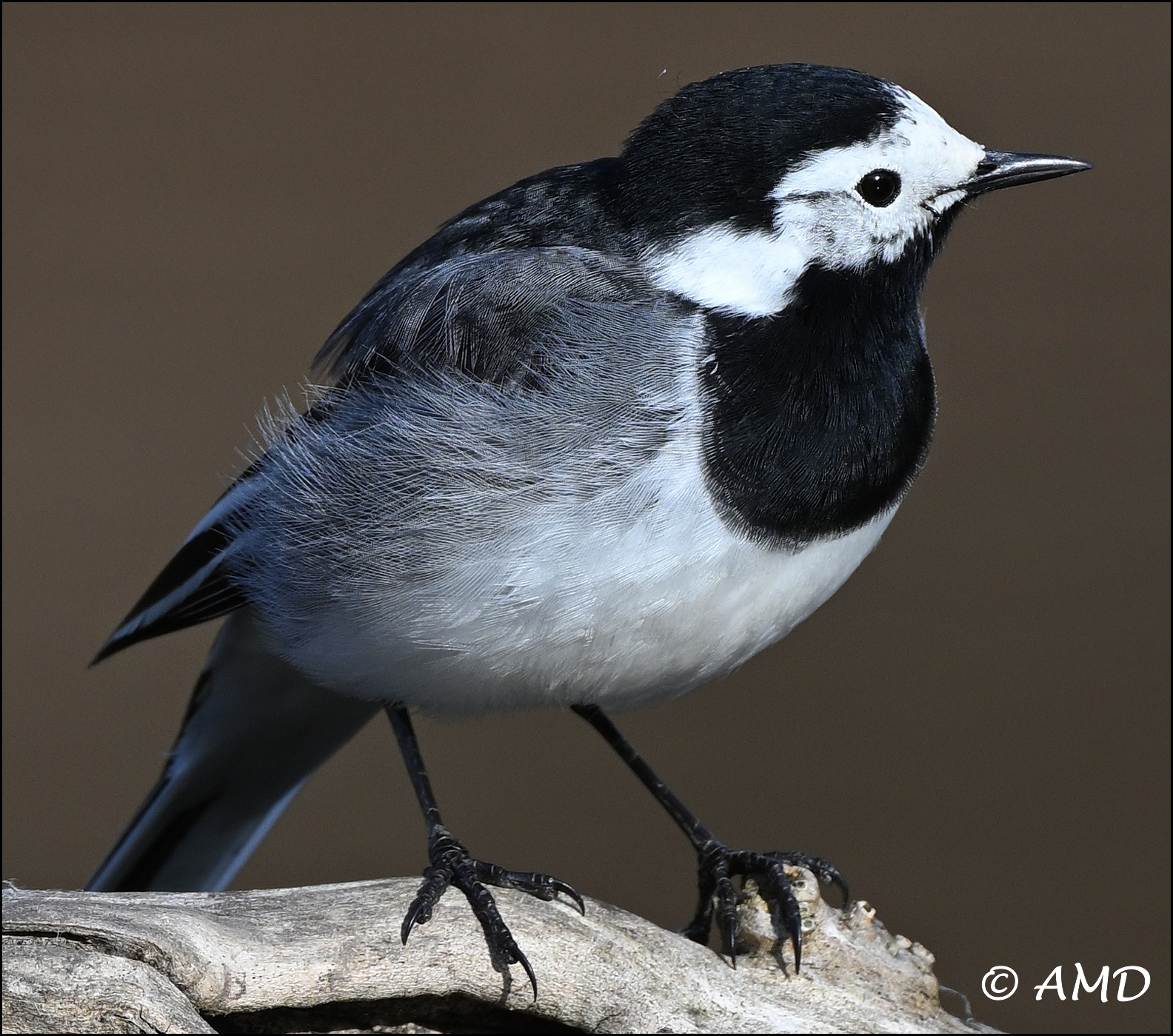 Wagtail