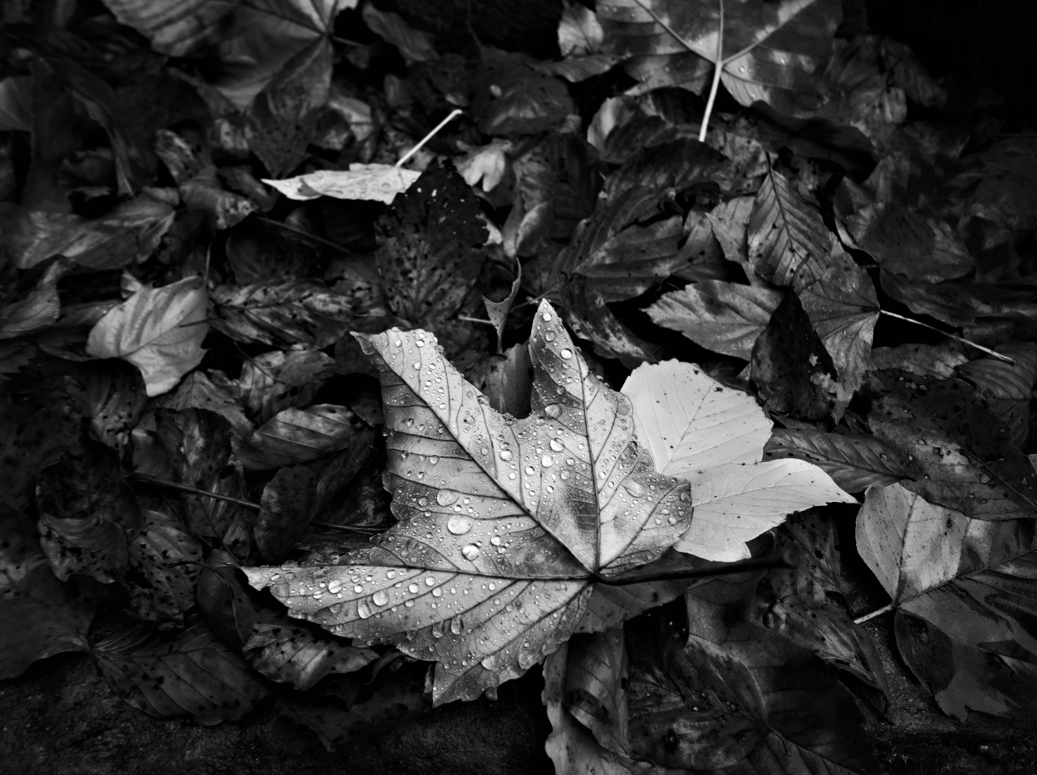Into the woods