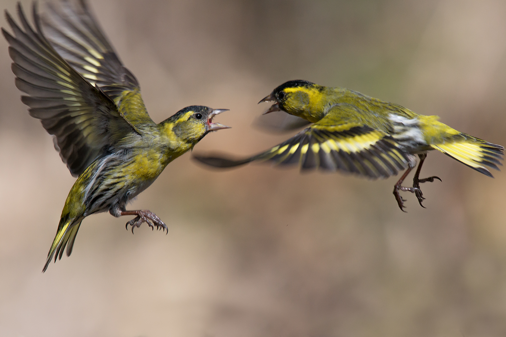 A brawl between Lucherini