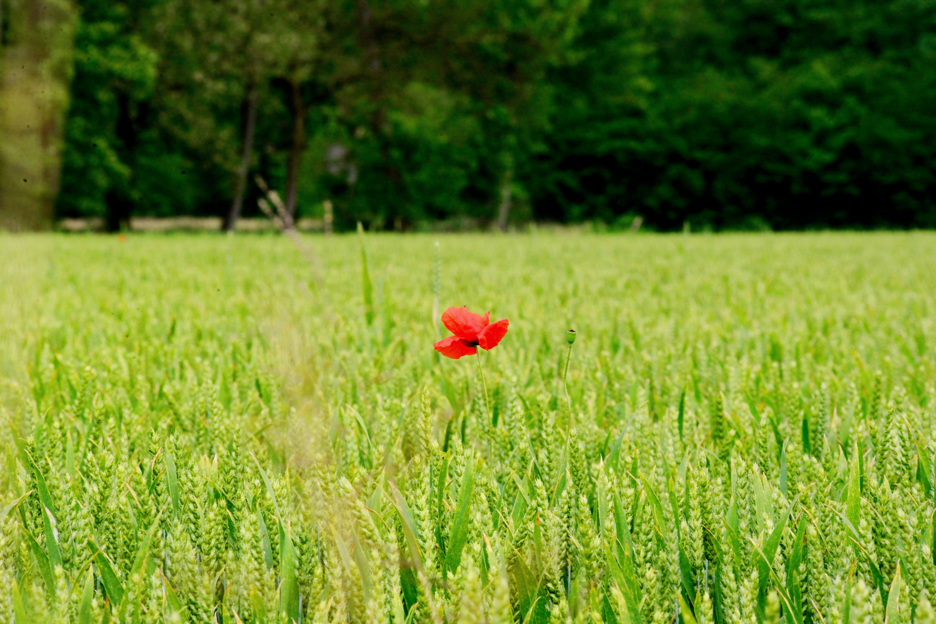 solo come un papavero