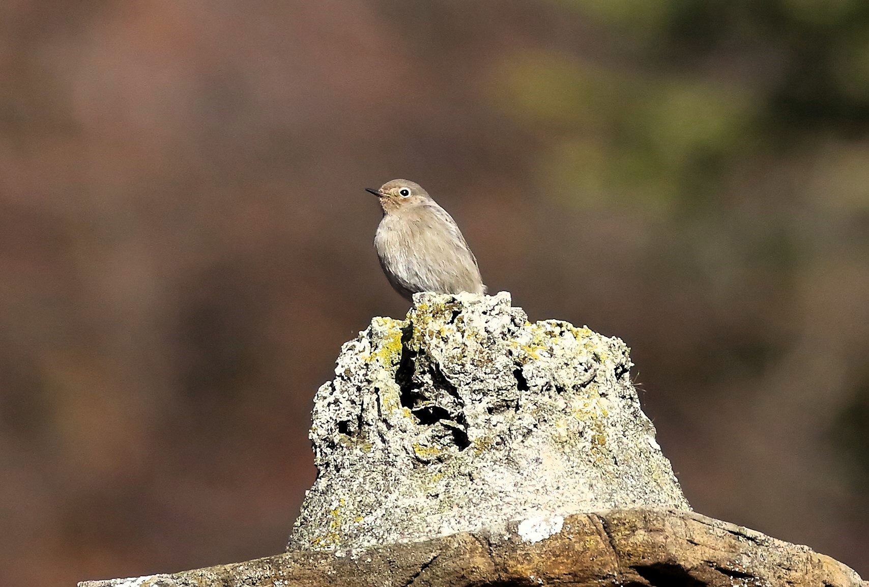 Redstart F 11 January 2024 - 5710
