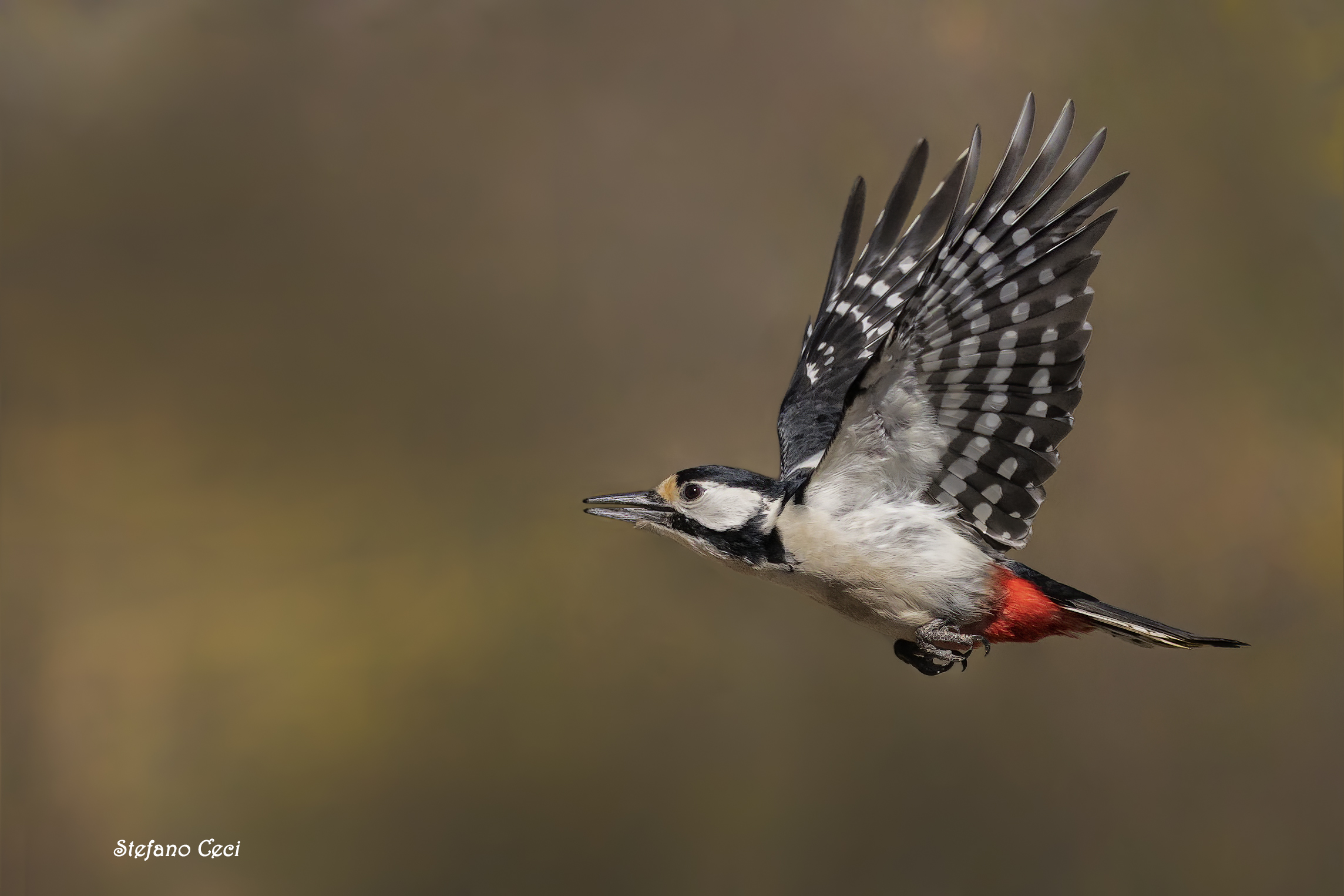 Great spotted woodpecker