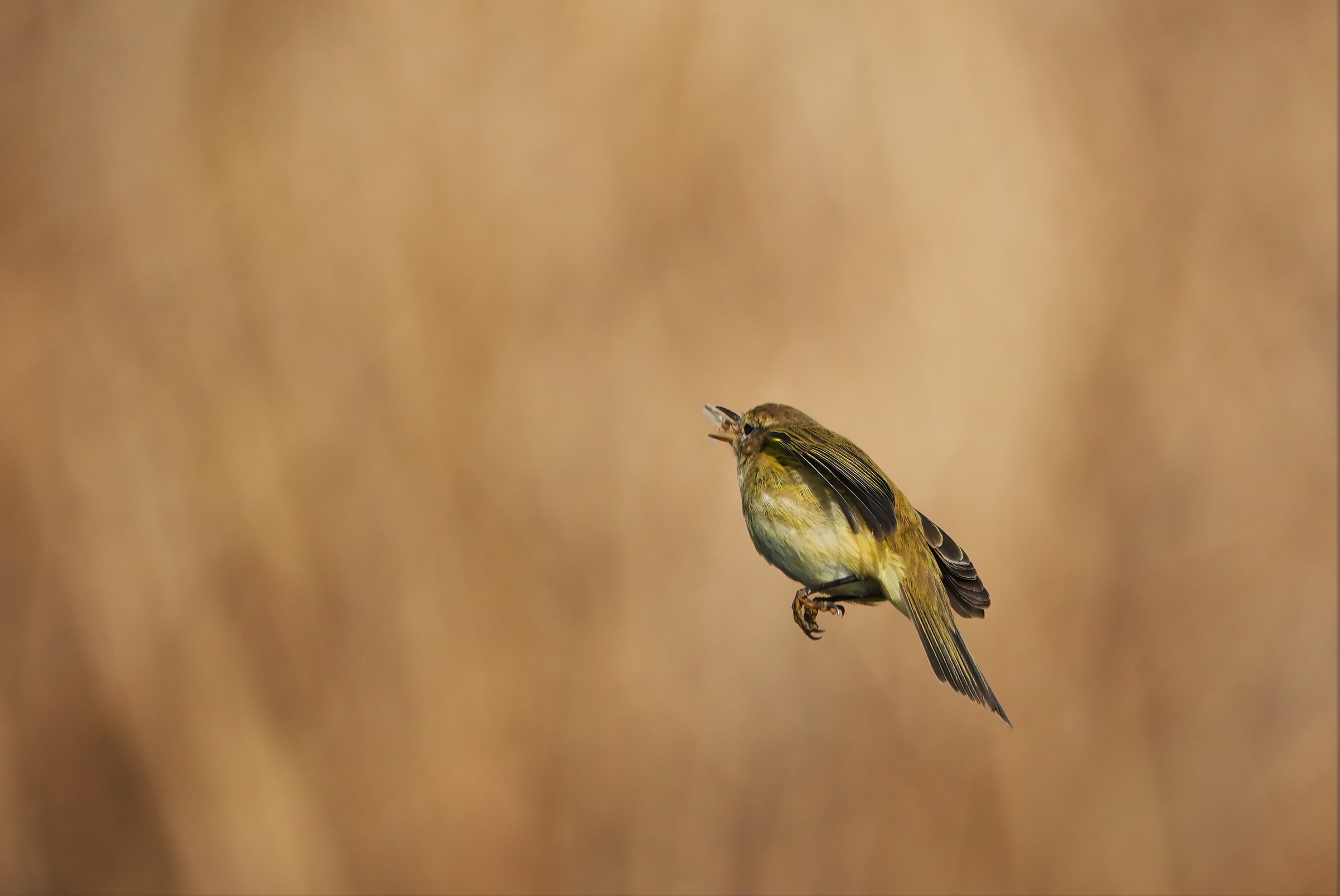 Catch on the fly