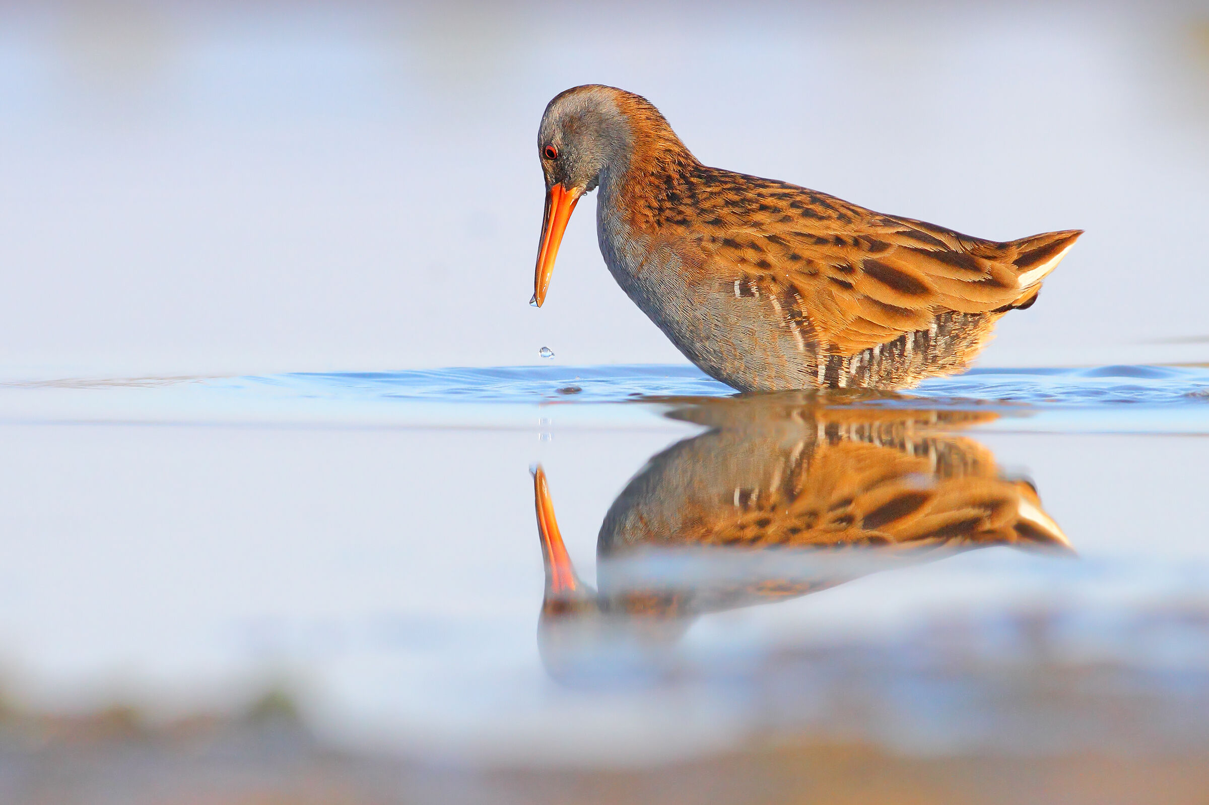 Porciglione