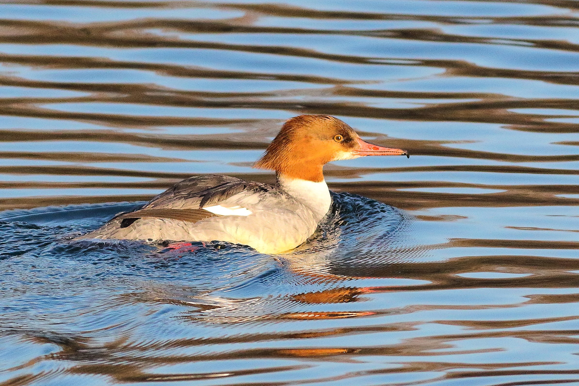 Smergo F 12 January 2024 - 5944