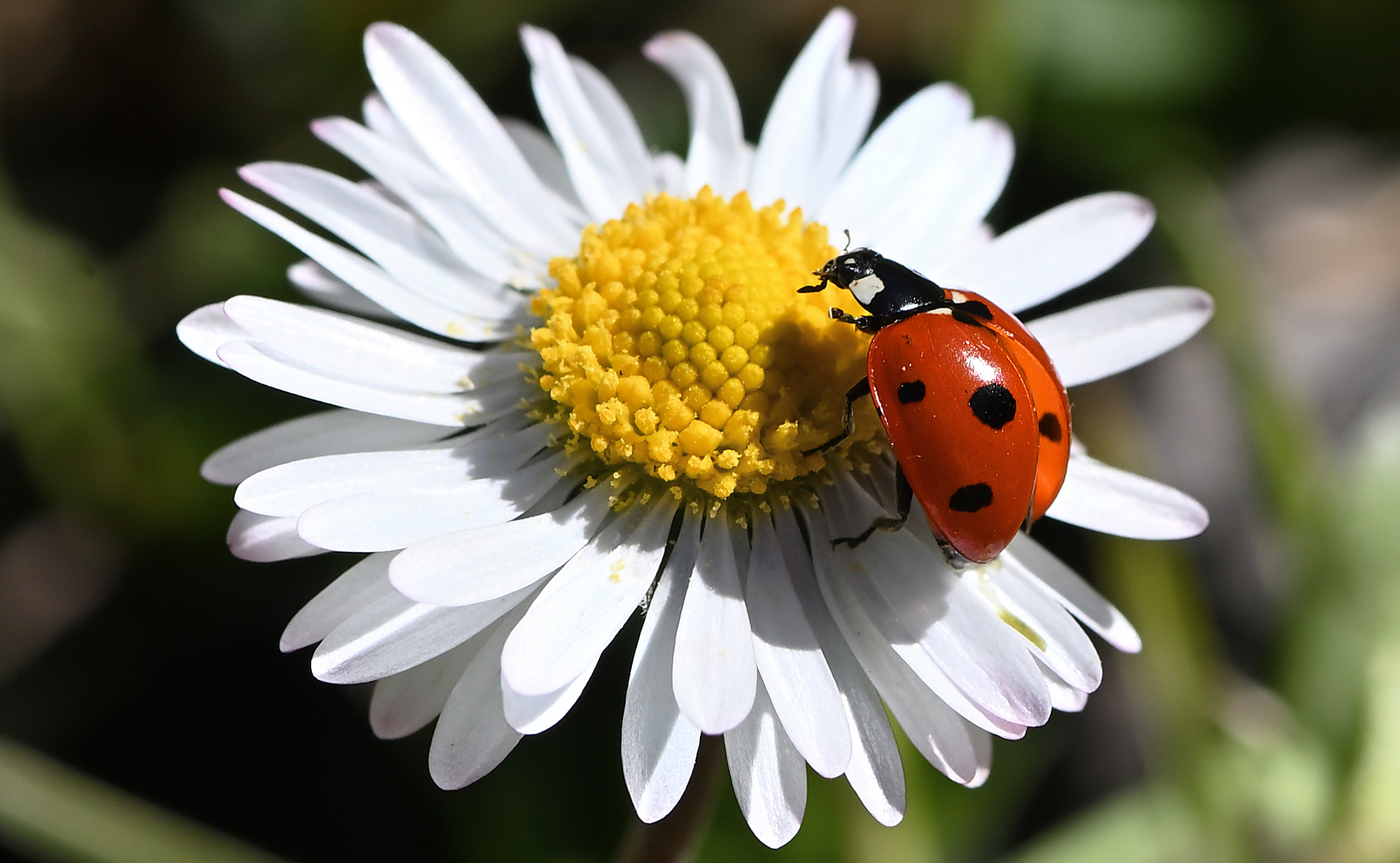 " Ladybug "